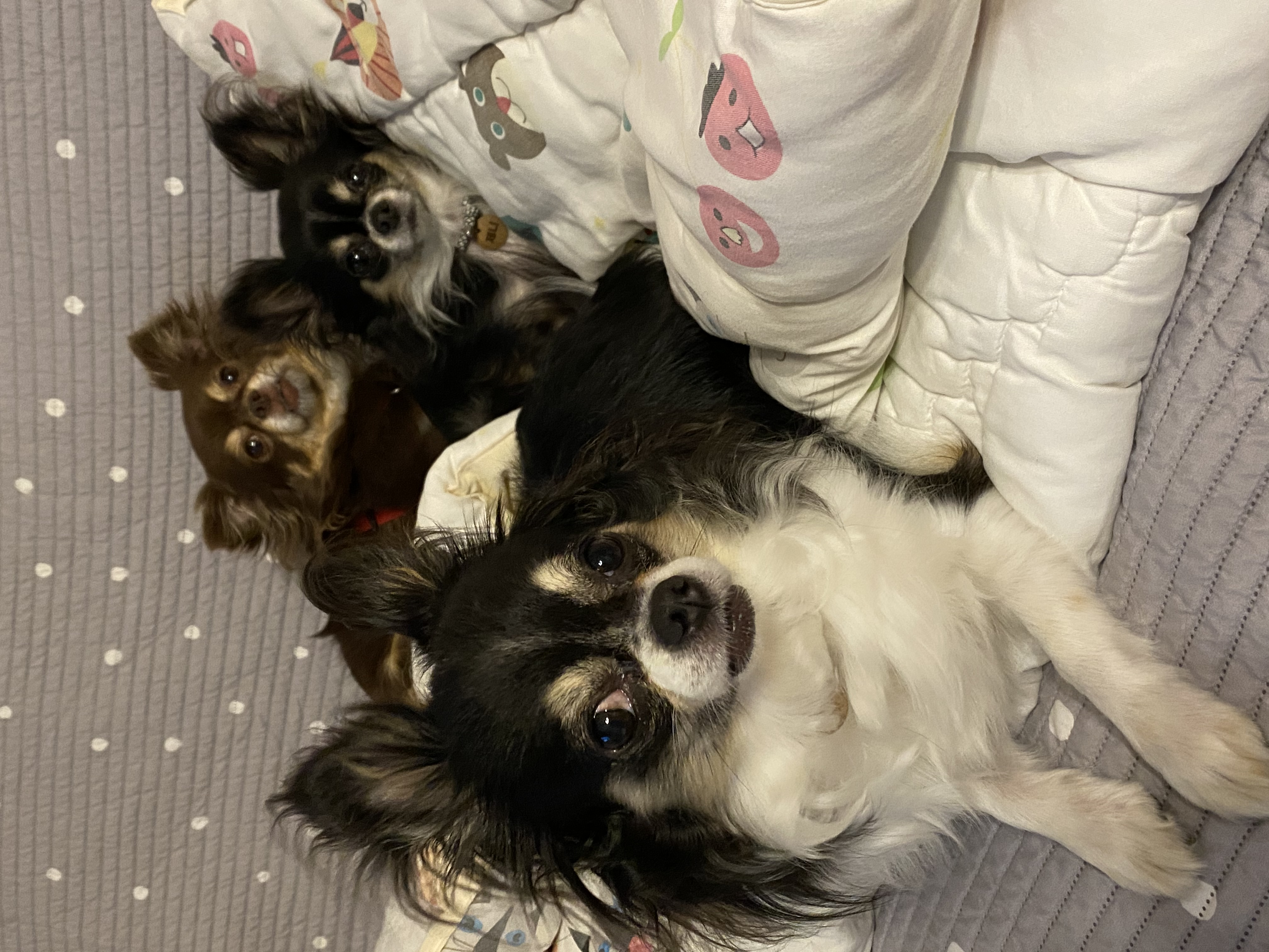 평택번식장 구조견 별이(거비)2년차