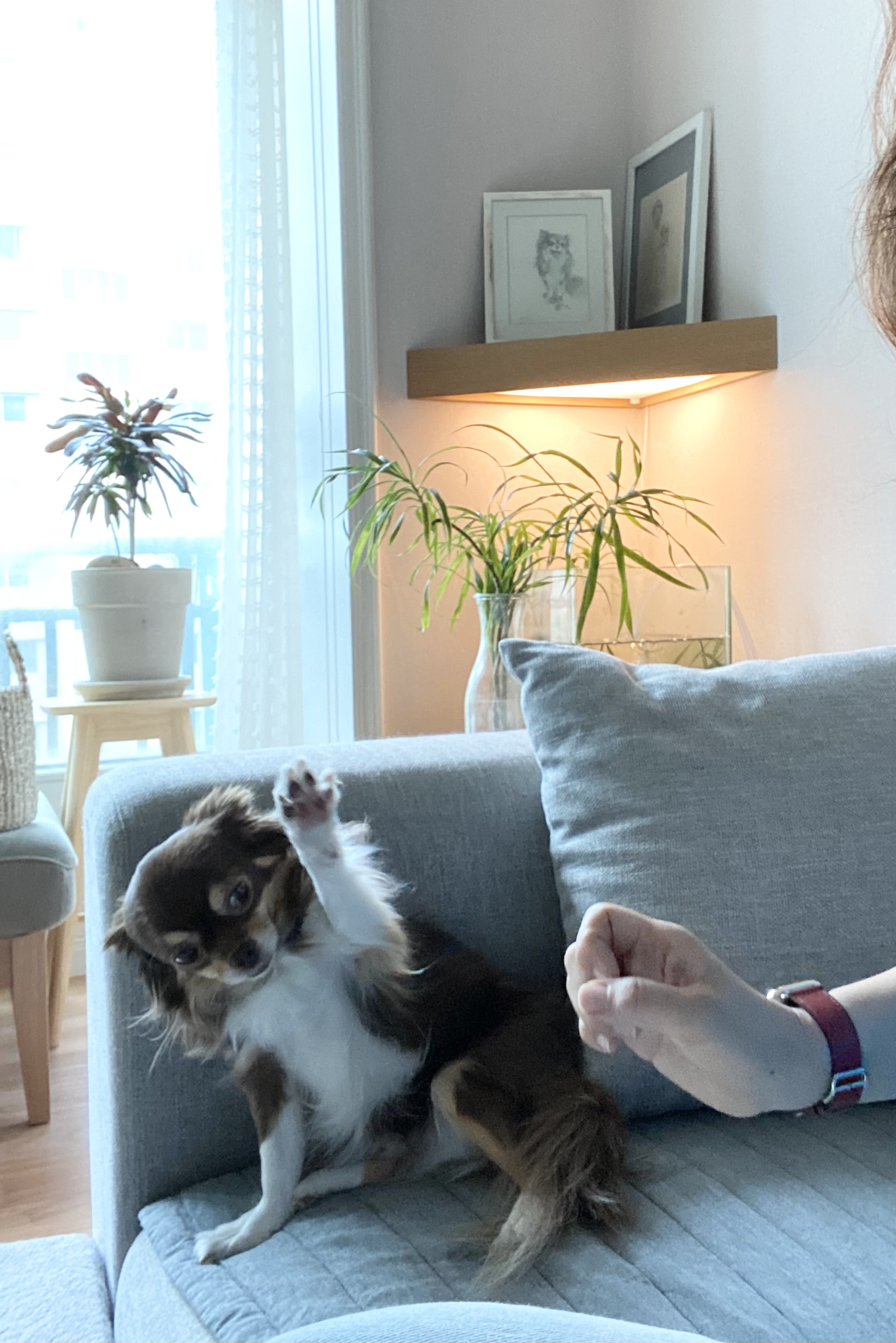 평택번식장 구조견 별이(거비)2년차