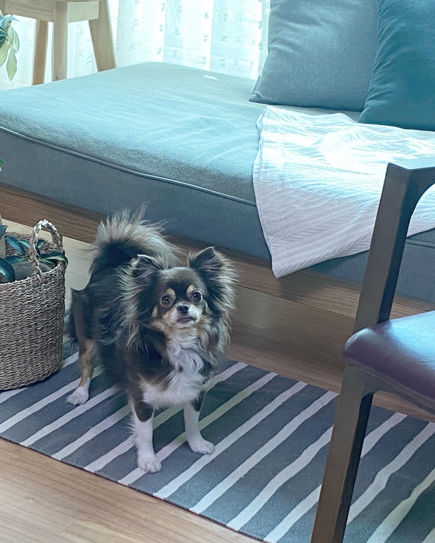 평택번식장 구조견 별이(거비)2년차