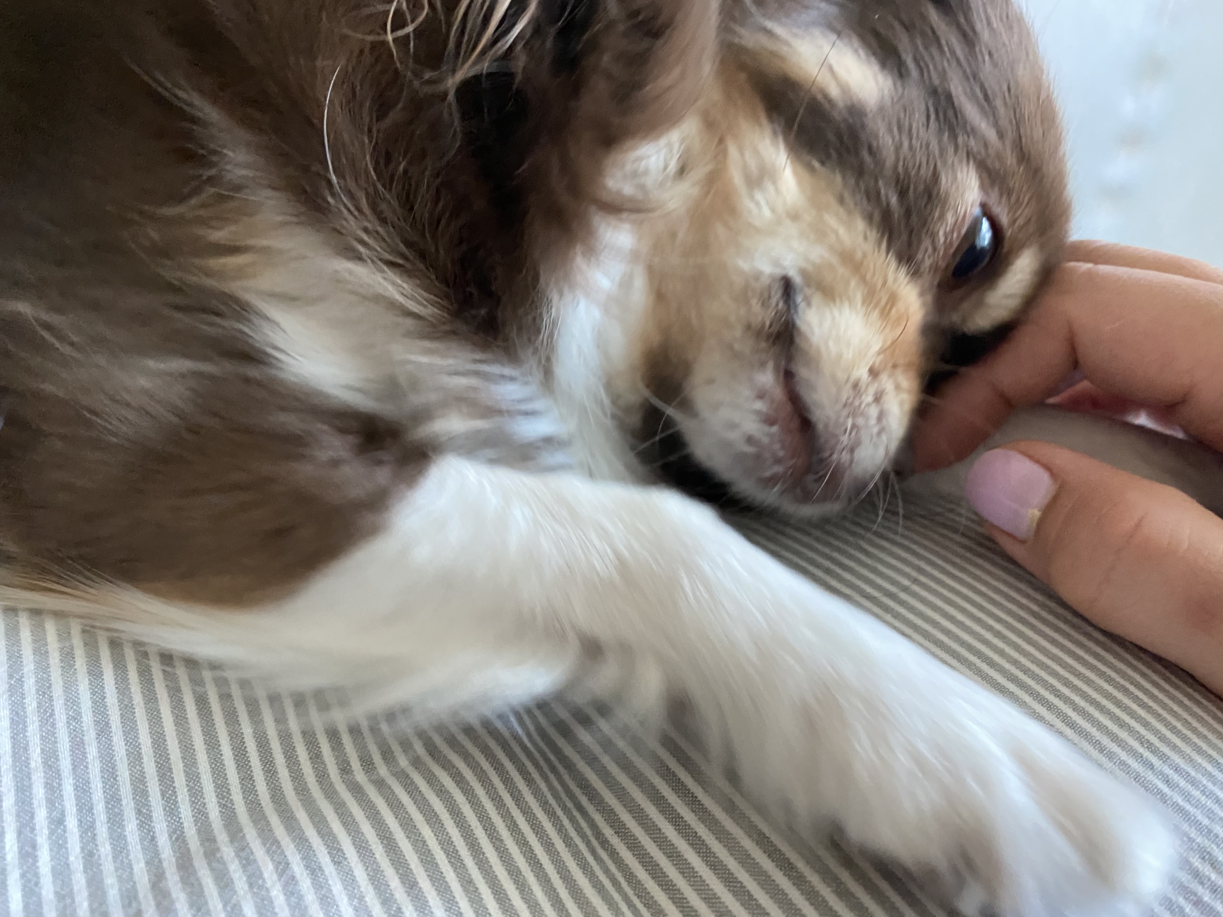 평택번식장 구조견 별이(거비)2년차