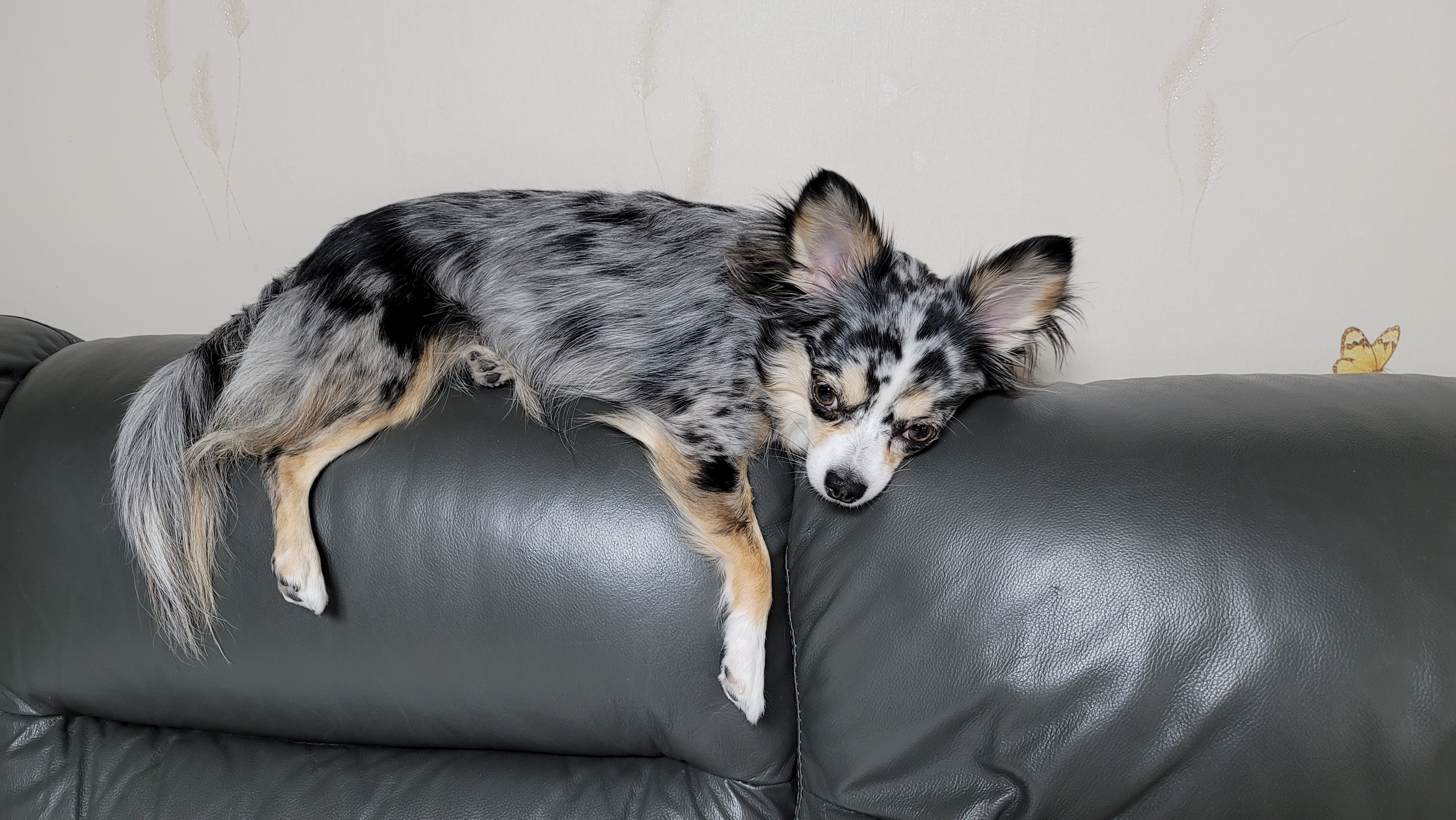 쁘띠 입양 2년..(평택치와와 자견)