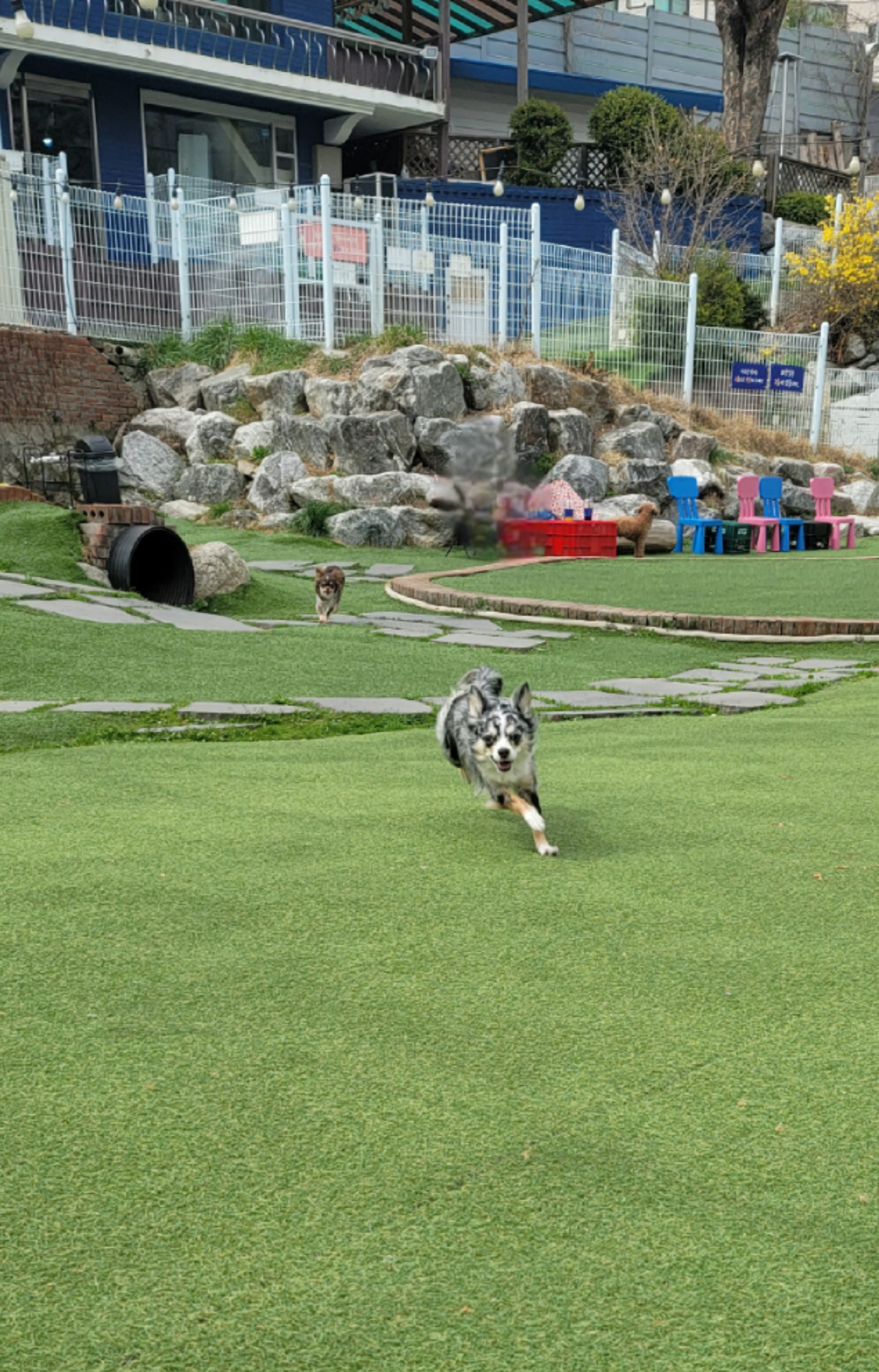 쁘띠 입양 2년..(평택치와와 자견)