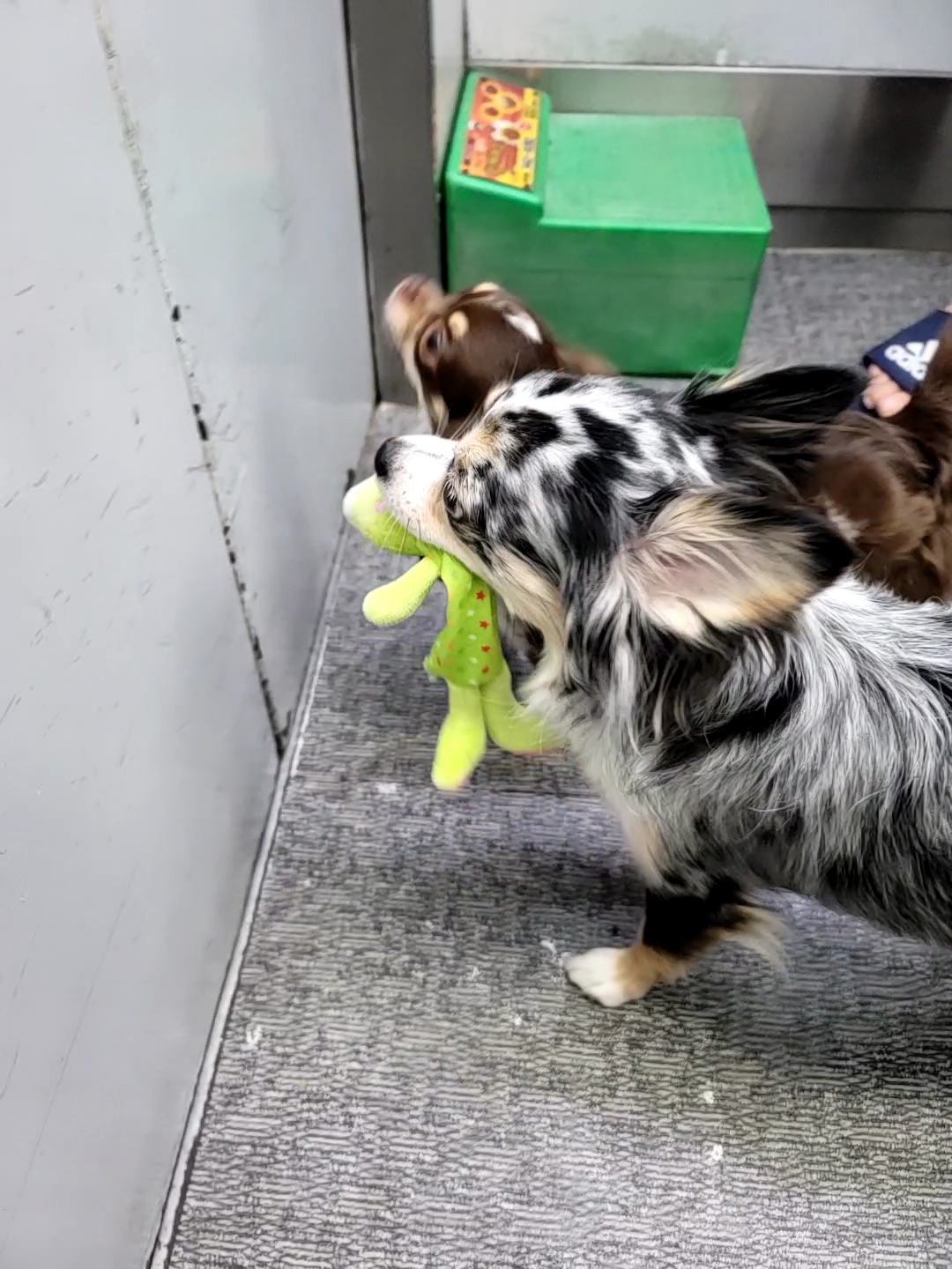 쁘띠 입양 2년..(평택치와와 자견)