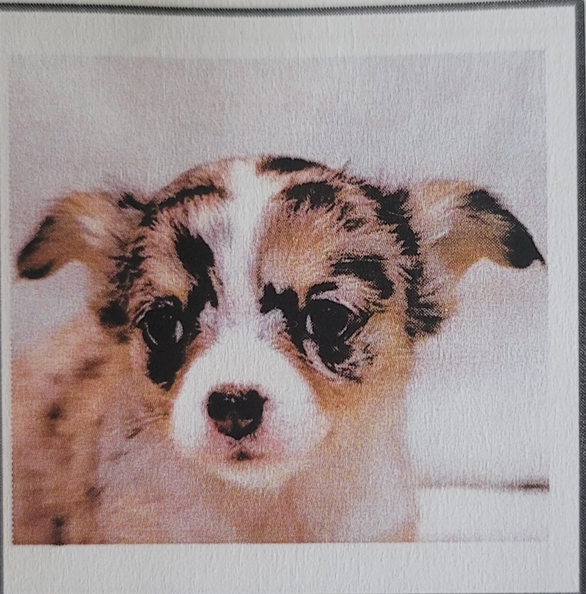 쁘띠 입양 2년..(평택치와와 자견)