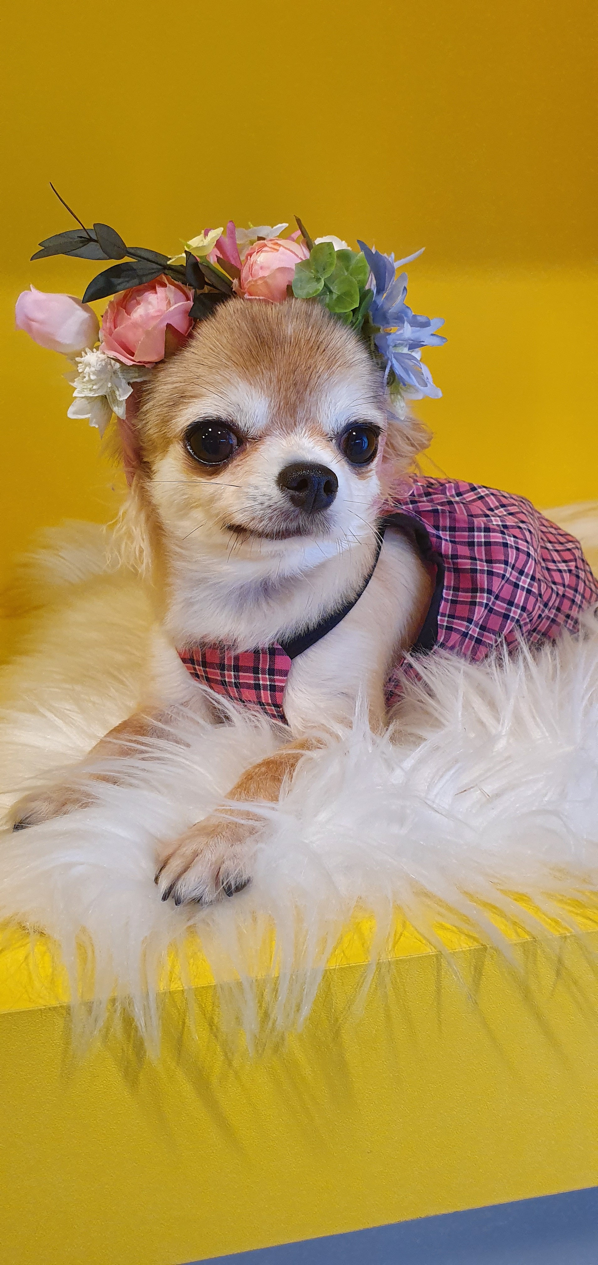 평택치와와_쎄요(초롱이^^) 2주년 후기입니다.