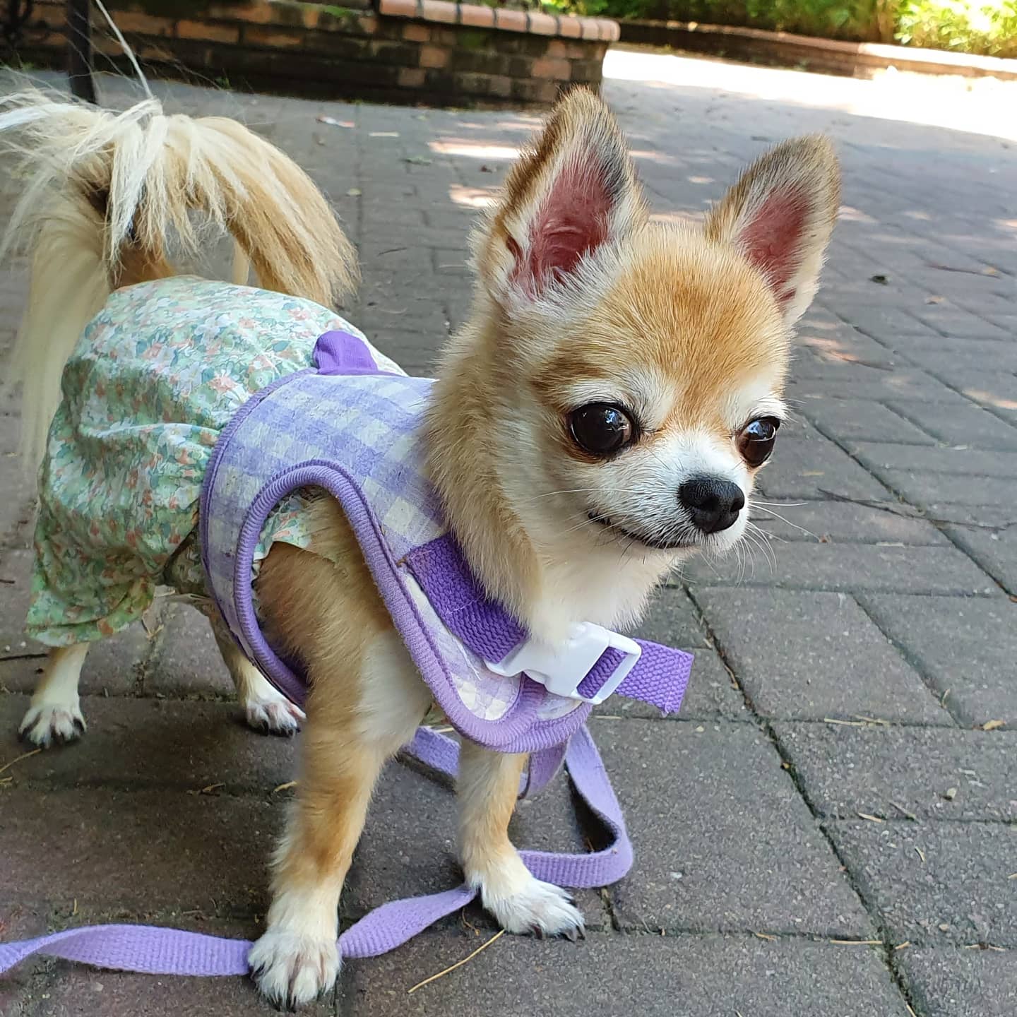 평택치와와_쎄요(초롱이^^) 2주년 후기입니다.