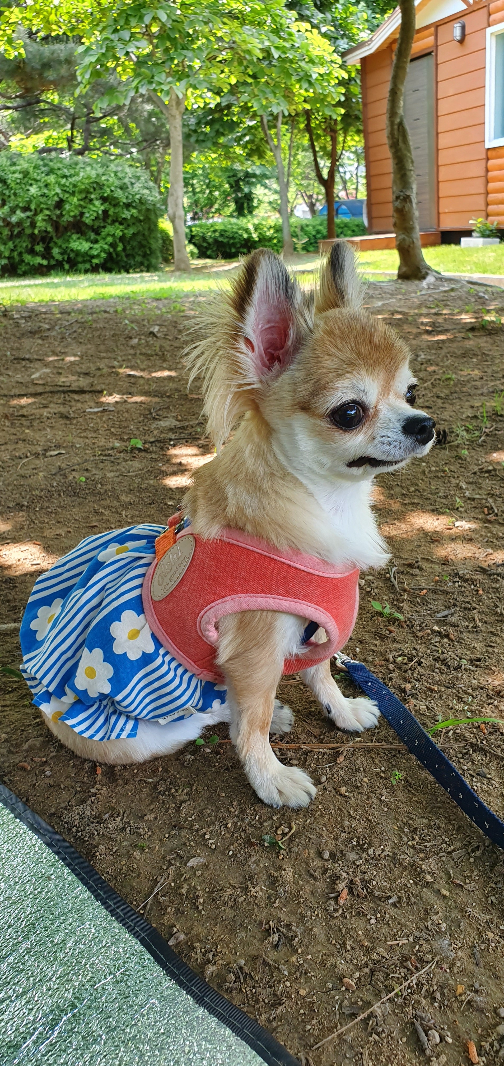 평택치와와_쎄요(초롱이^^) 2주년 후기입니다.