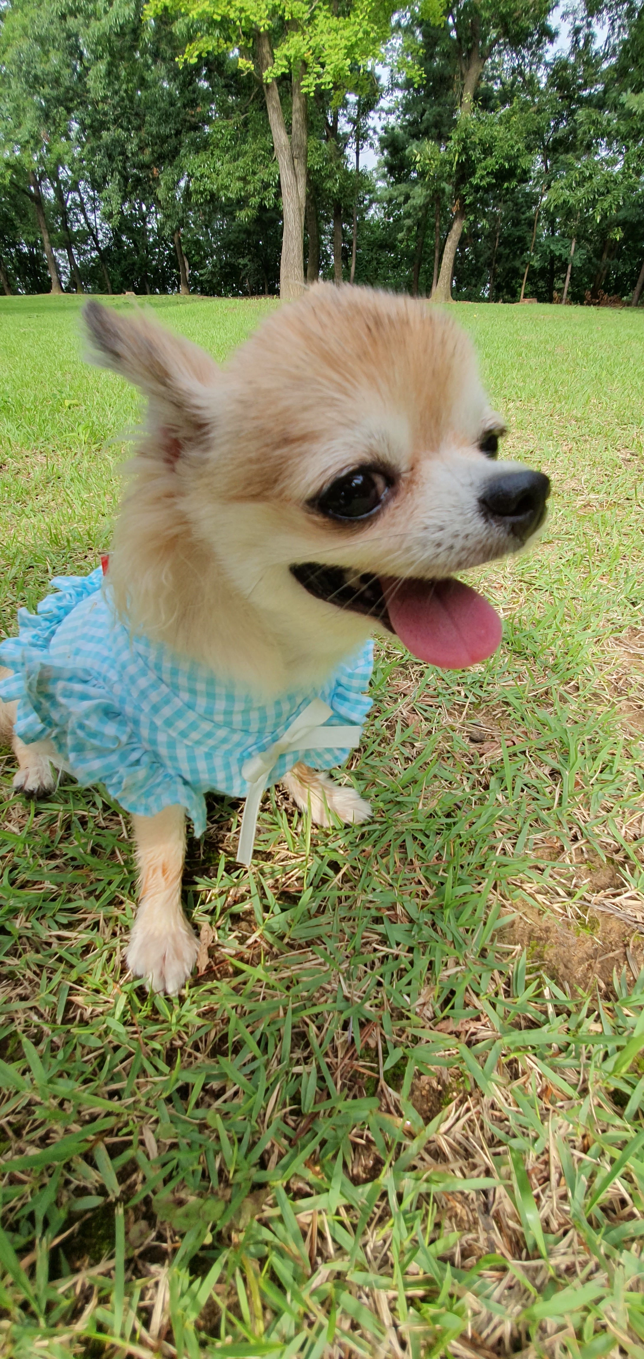 평택치와와_쎄요(초롱이^^) 2주년 후기입니다.