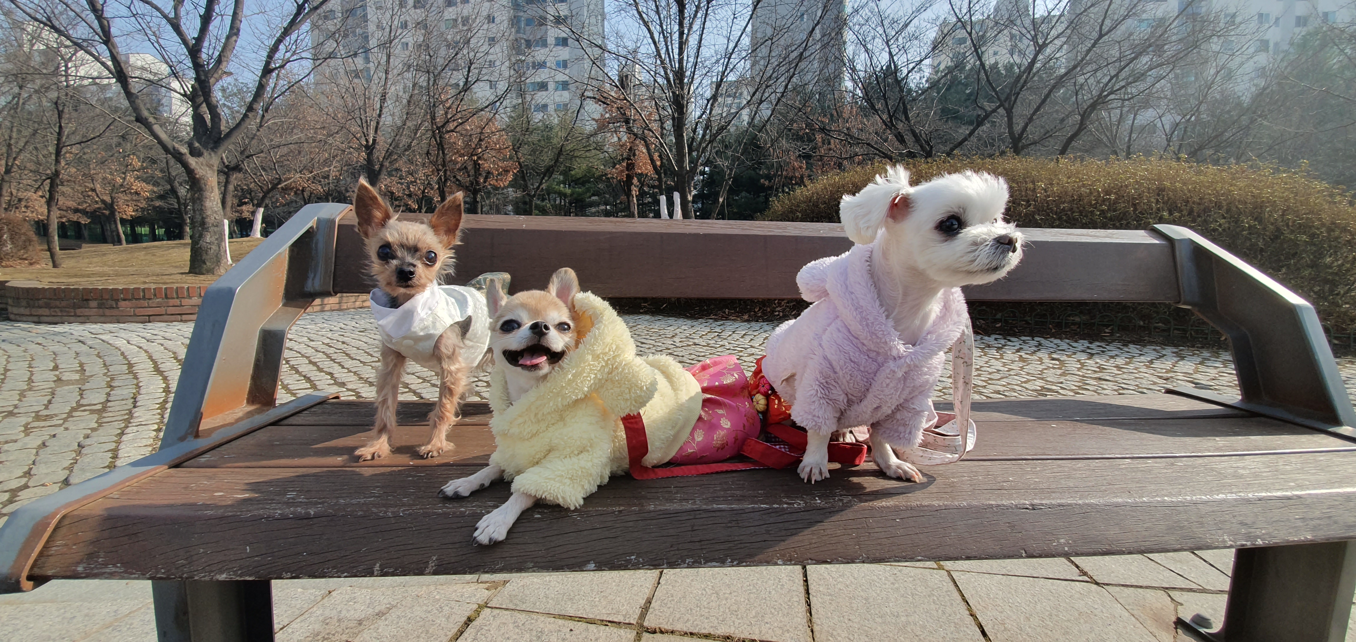 평택치와와_쎄요(초롱이^^) 2주년 후기입니다.