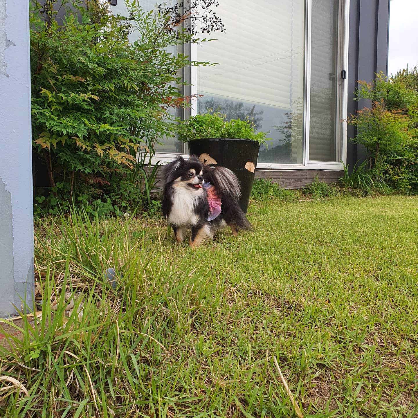 평택치와와 달밤이(구 뽀짝이) 2년차 입양후기입니다🥰🧡