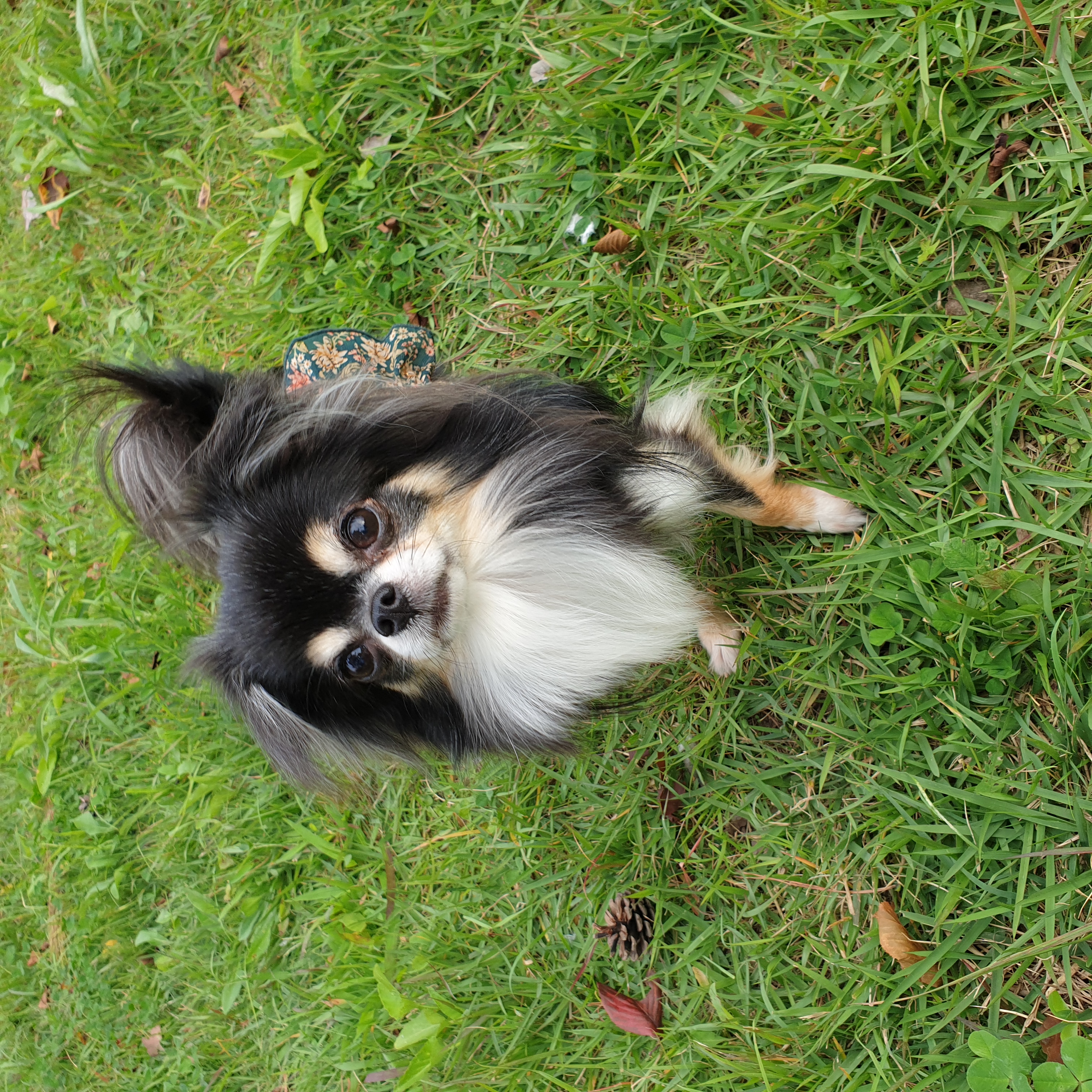 평택치와와 달밤이(구 뽀짝이) 2년차 입양후기입니다🥰🧡