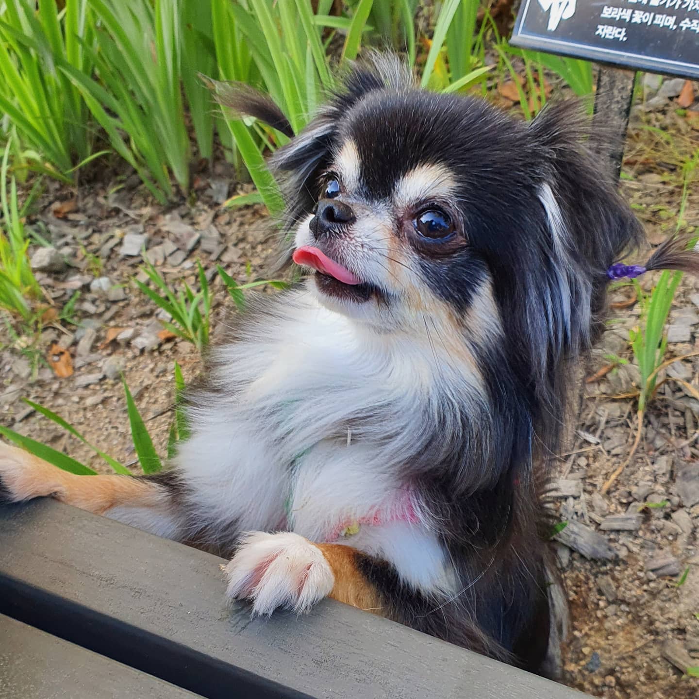 평택치와와 달밤이(구 뽀짝이) 2년차 입양후기입니다🥰🧡