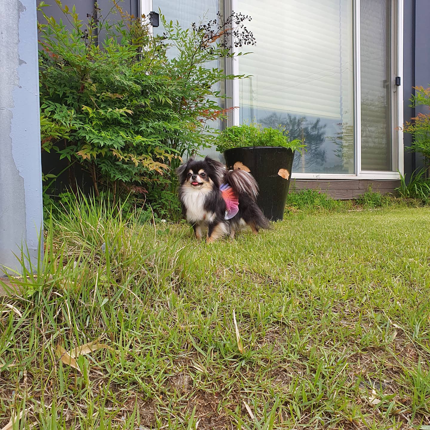 평택치와와 달밤이(구 뽀짝이) 2년차 입양후기입니다🥰🧡