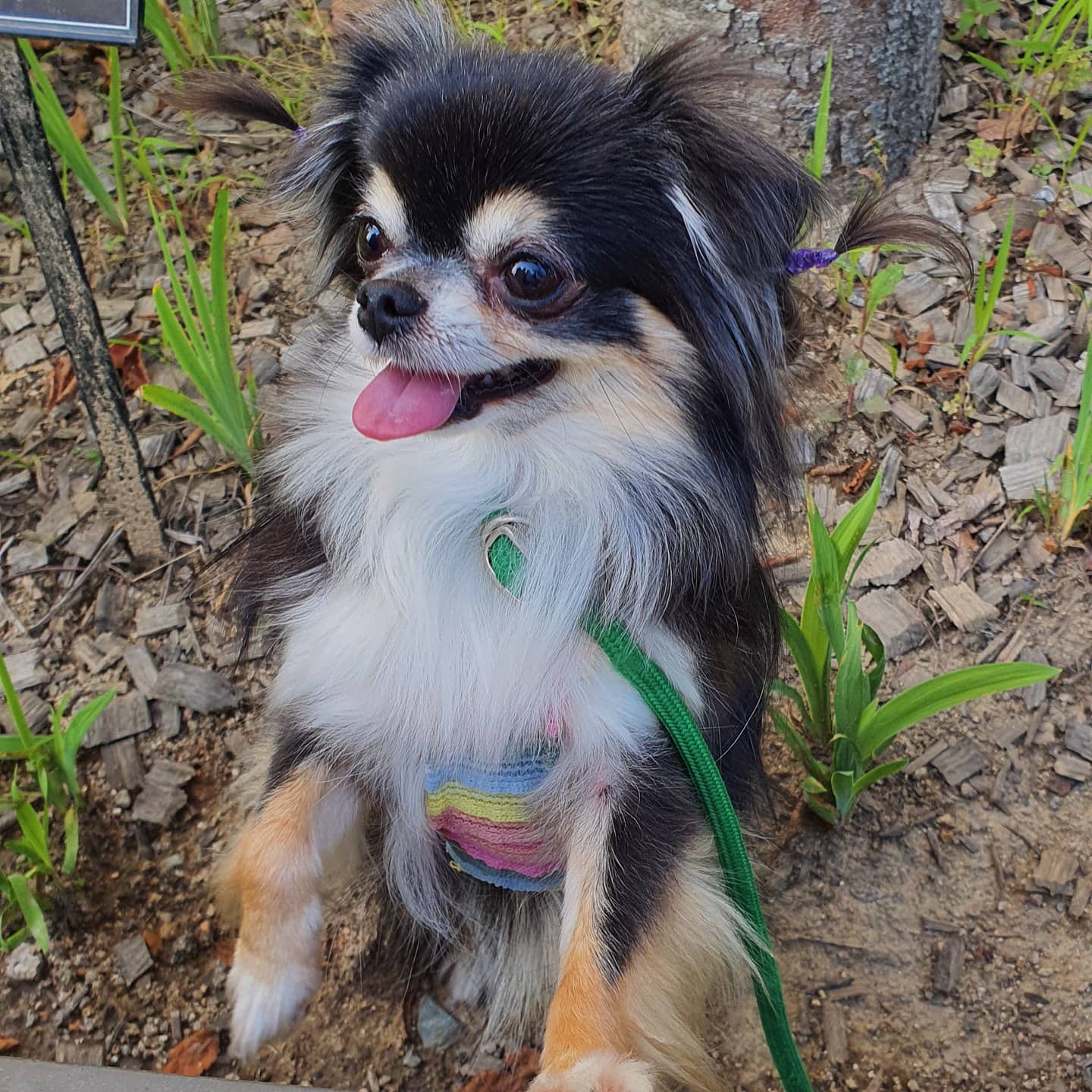 평택치와와 달밤이(구 뽀짝이) 2년차 입양후기입니다🥰🧡