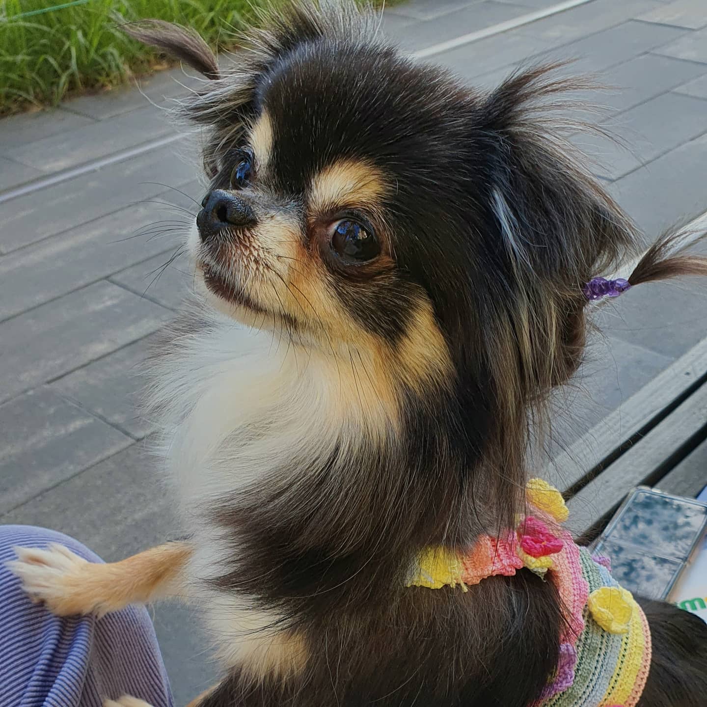 평택치와와 달밤이(구 뽀짝이) 2년차 입양후기입니다🥰🧡