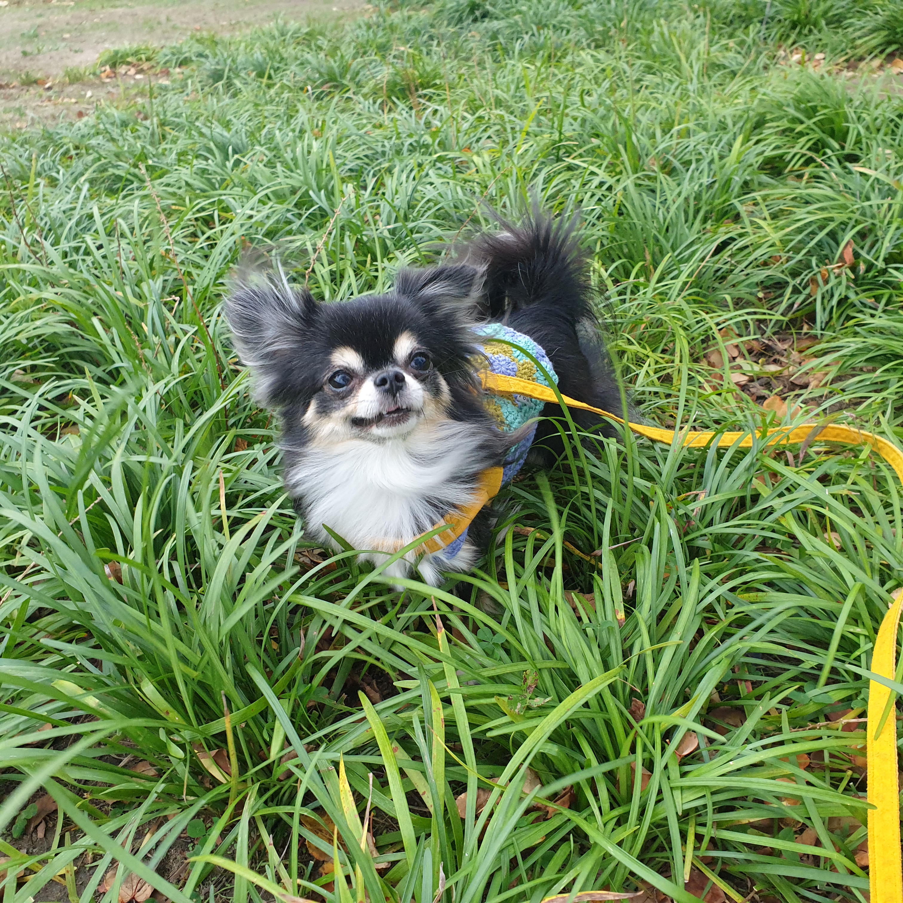평택치와와 달밤이(구 뽀짝이) 2년차 입양후기입니다🥰🧡