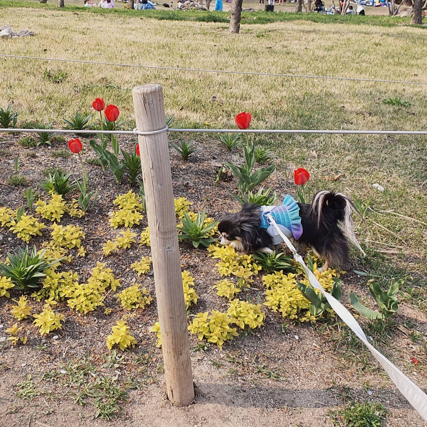 평택치와와 달밤이(구 뽀짝이) 2년차 입양후기입니다🥰🧡
