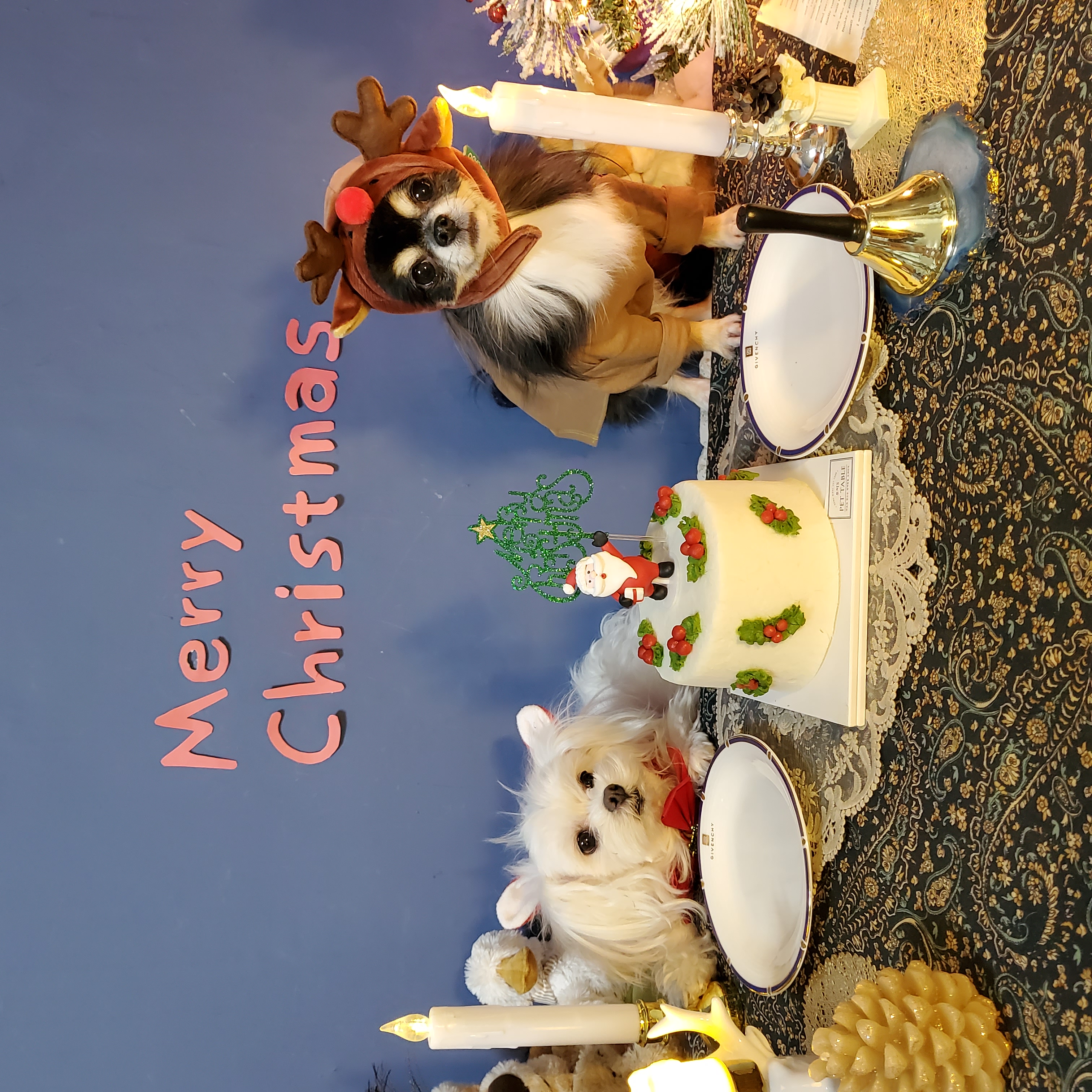 평택치와와 달밤이(구 뽀짝이) 2년차 입양후기입니다🥰🧡