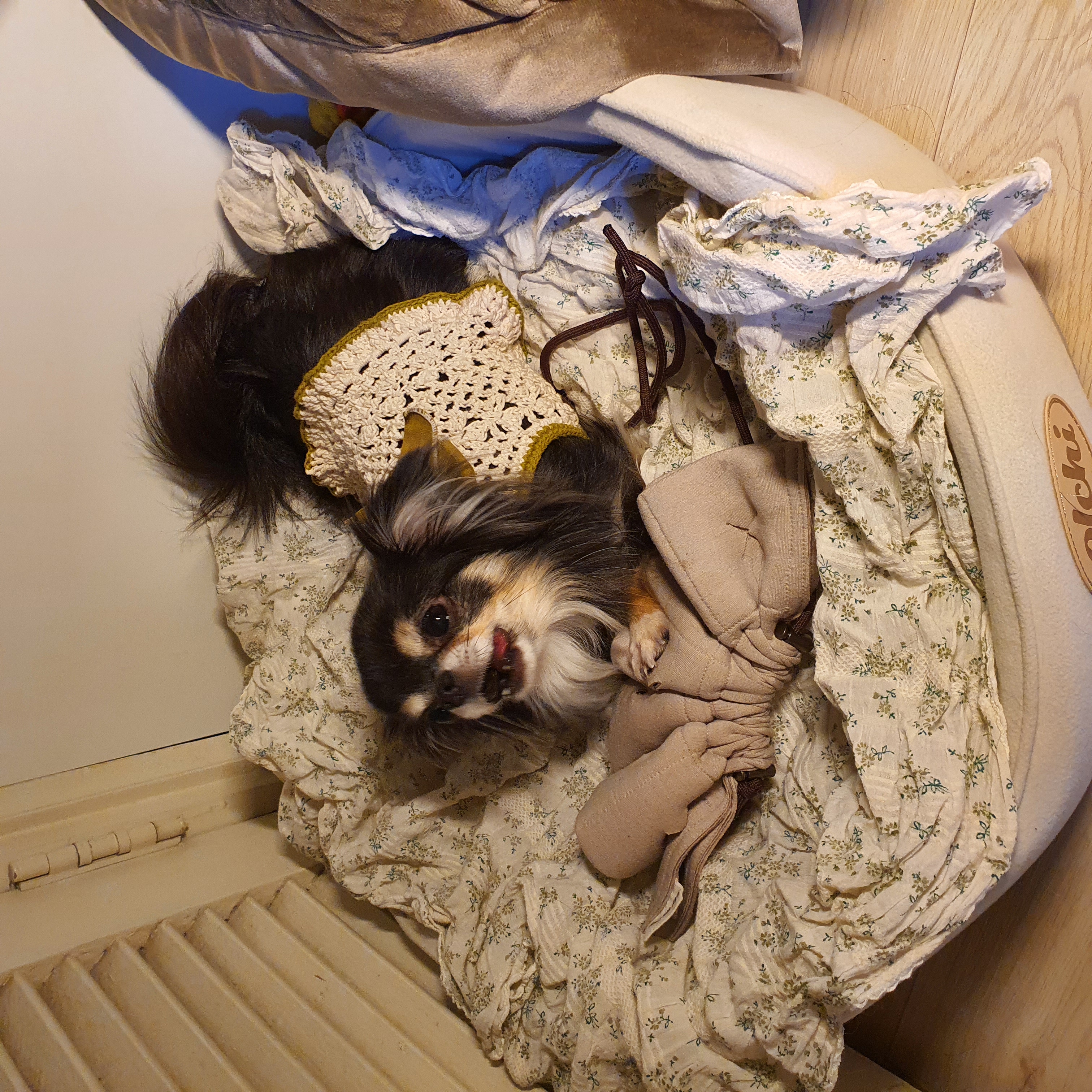 평택치와와 달밤이(구 뽀짝이) 2년차 입양후기입니다🥰🧡