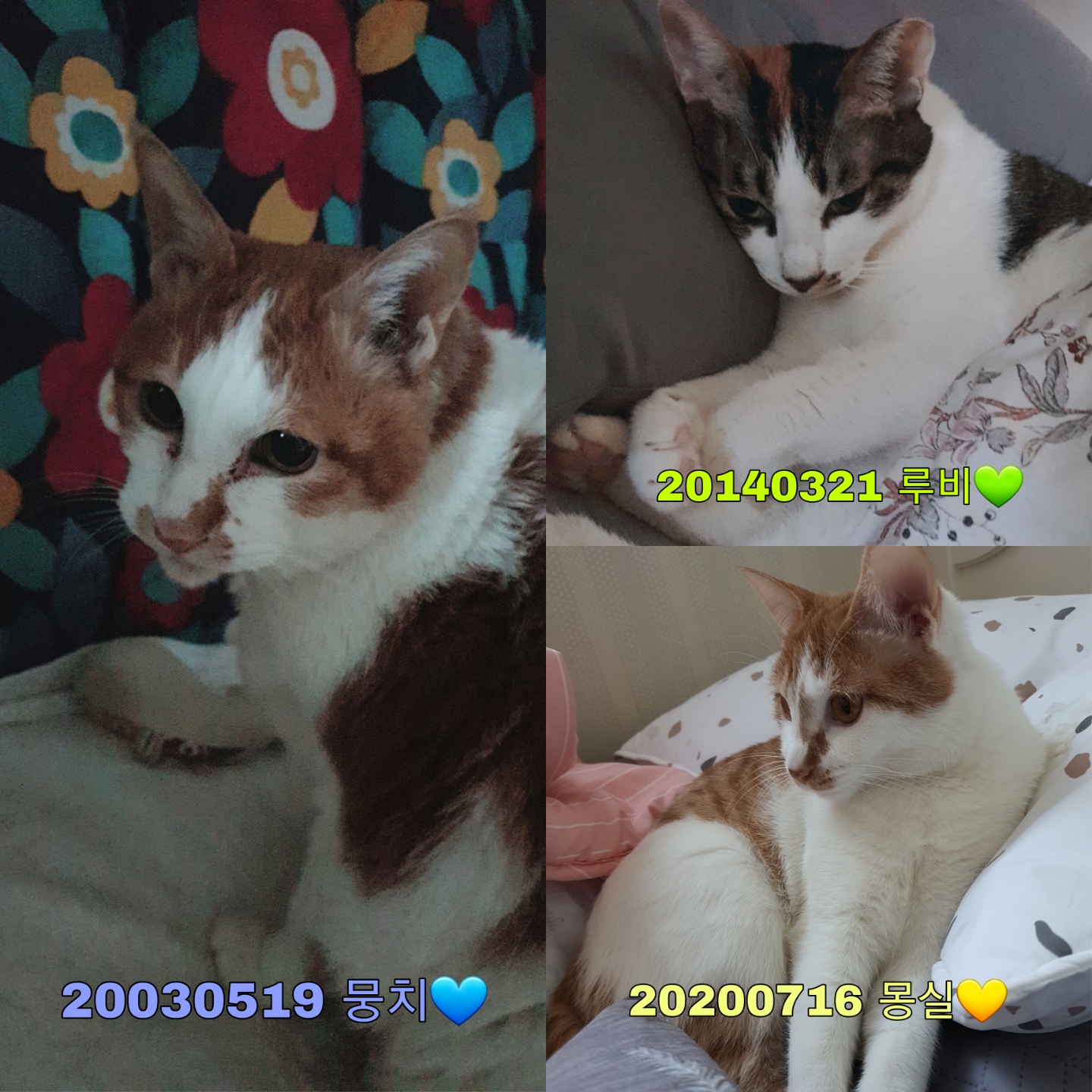 기억하셔요?  루비예요^^