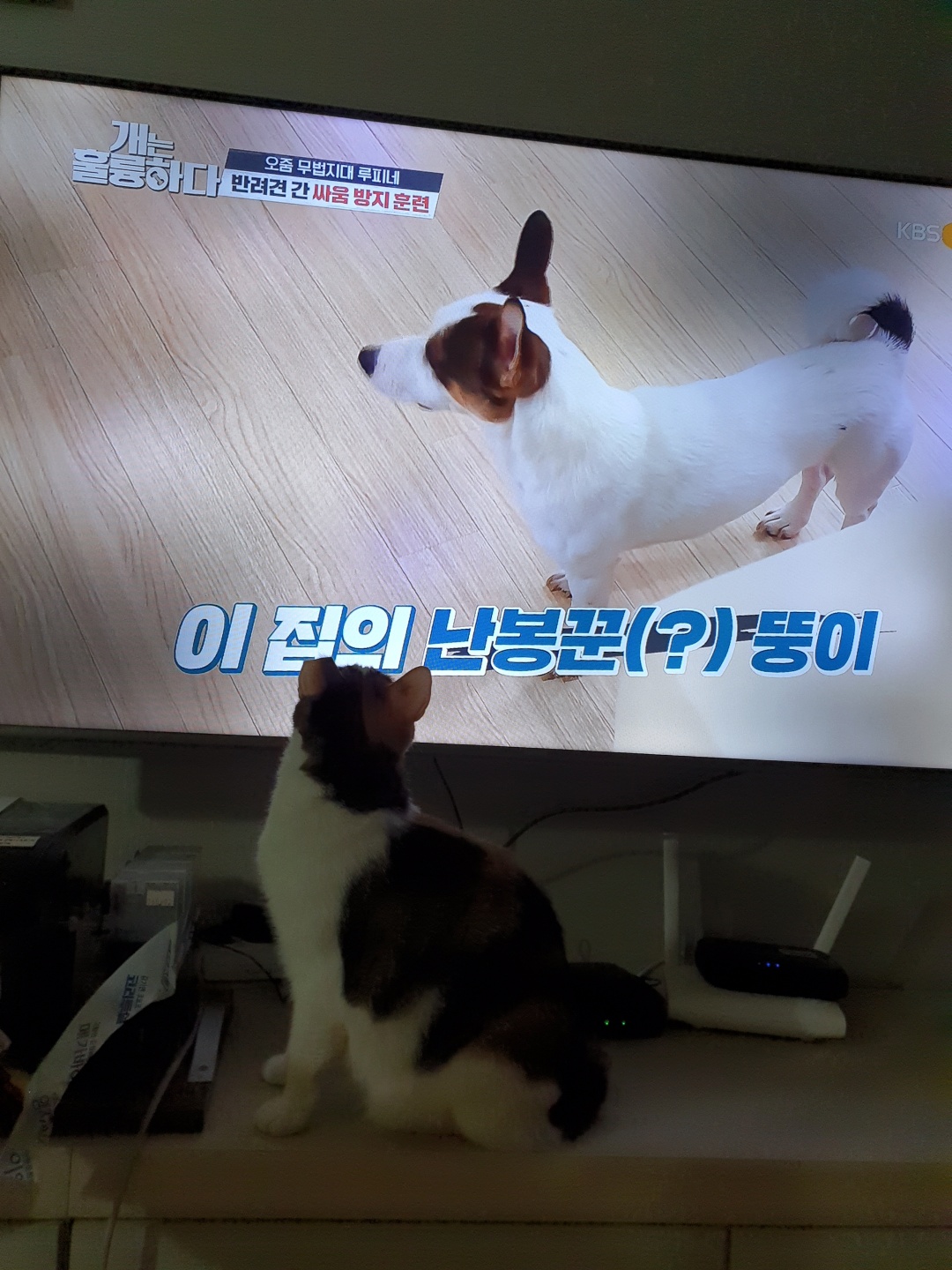 기억하셔요?  루비예요^^