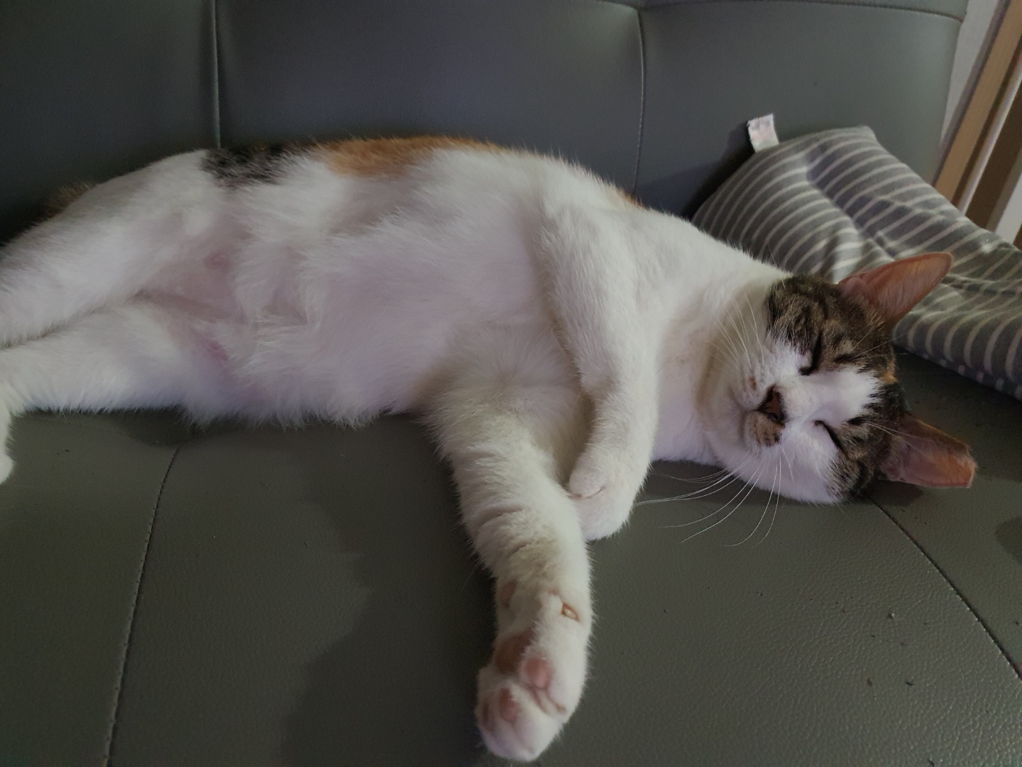 기억하셔요?  루비예요^^