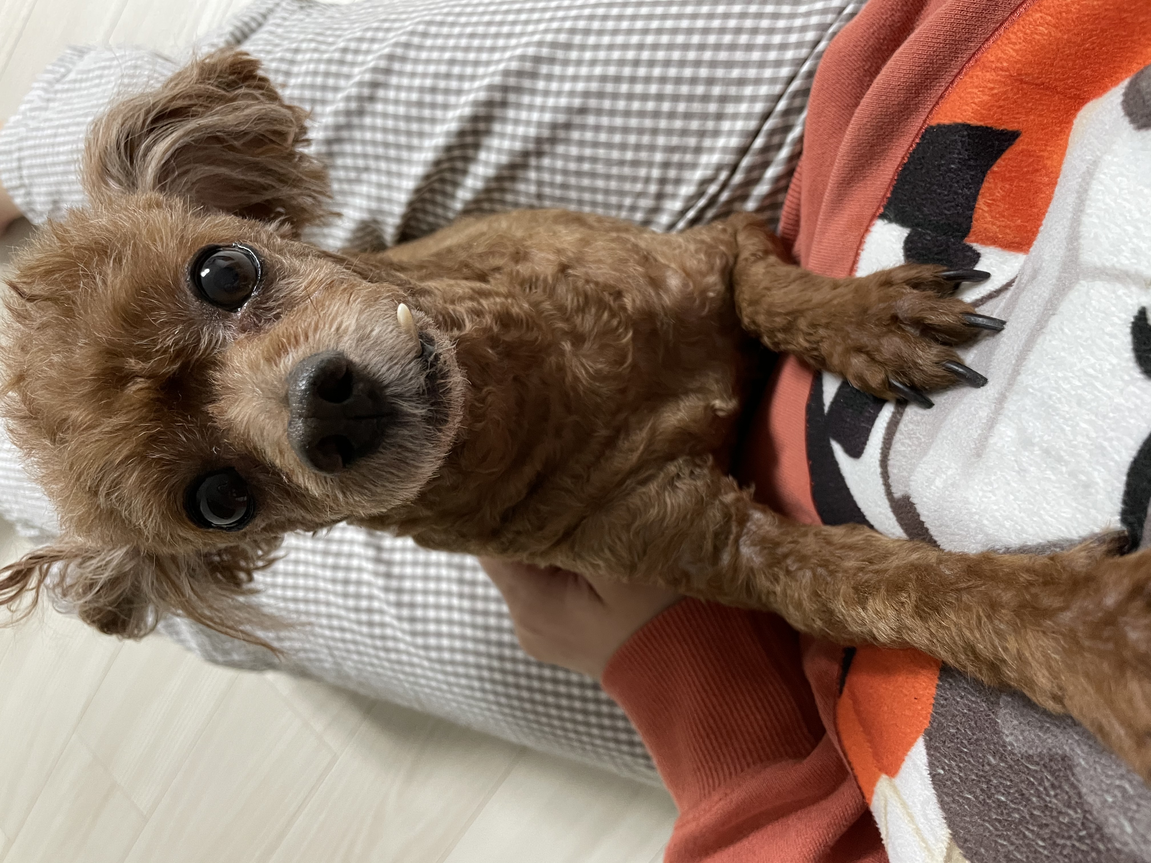 몽실(카롱), 덕구(나랑) 입양 2주년+4개월