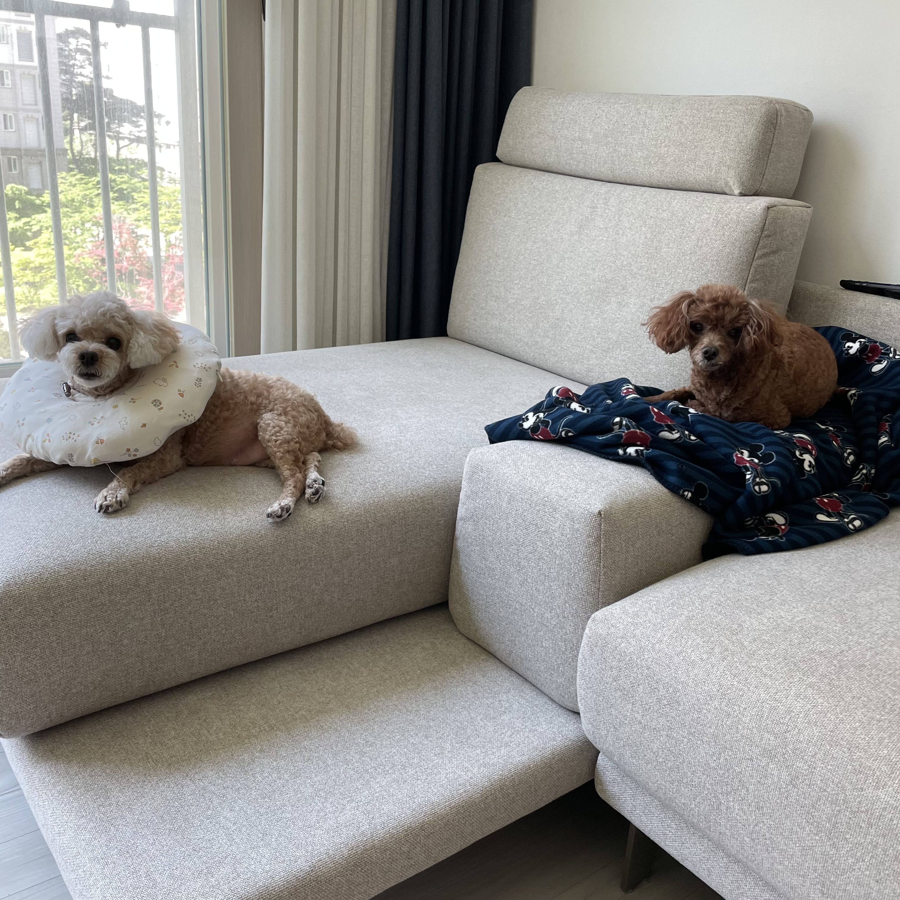 몽실(카롱), 덕구(나랑) 입양 2주년+4개월