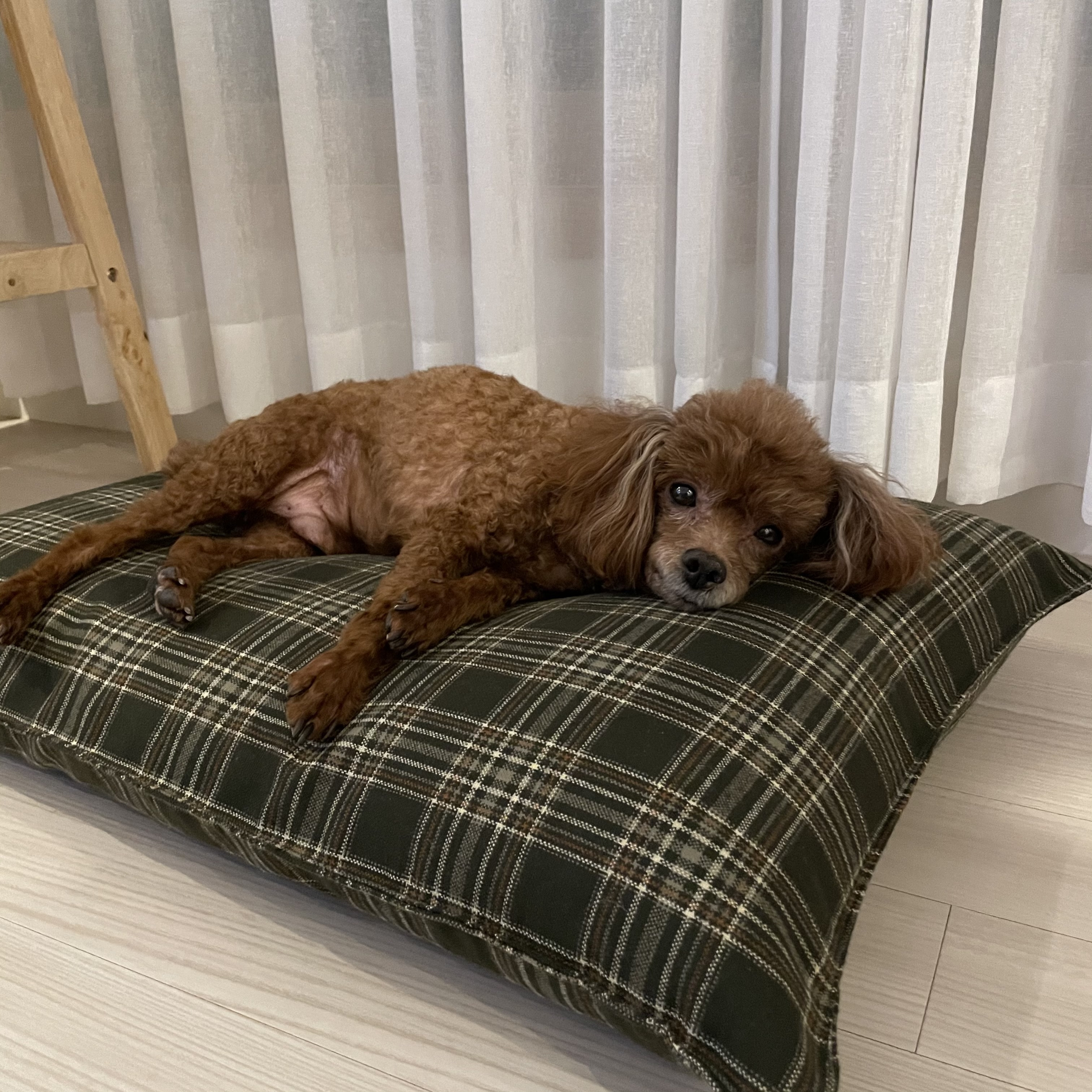 몽실(카롱), 덕구(나랑) 입양 2주년+4개월