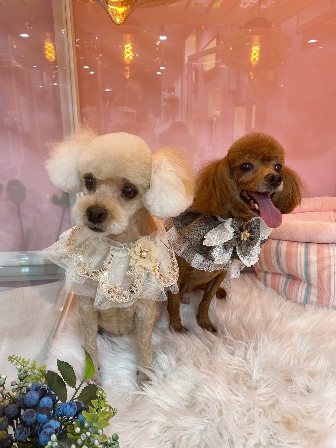 몽실(카롱), 덕구(나랑) 입양 2주년+4개월