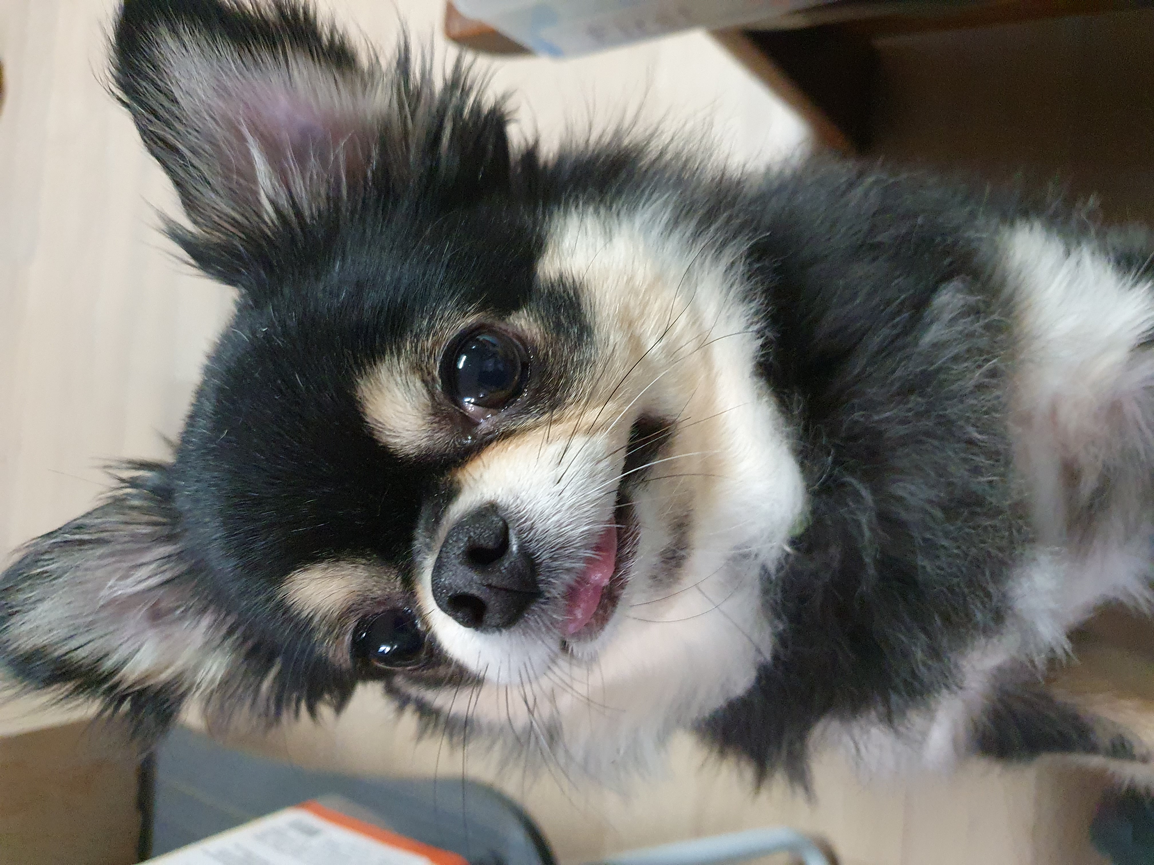 우리 젤리 잘 지내고 있어요 ~