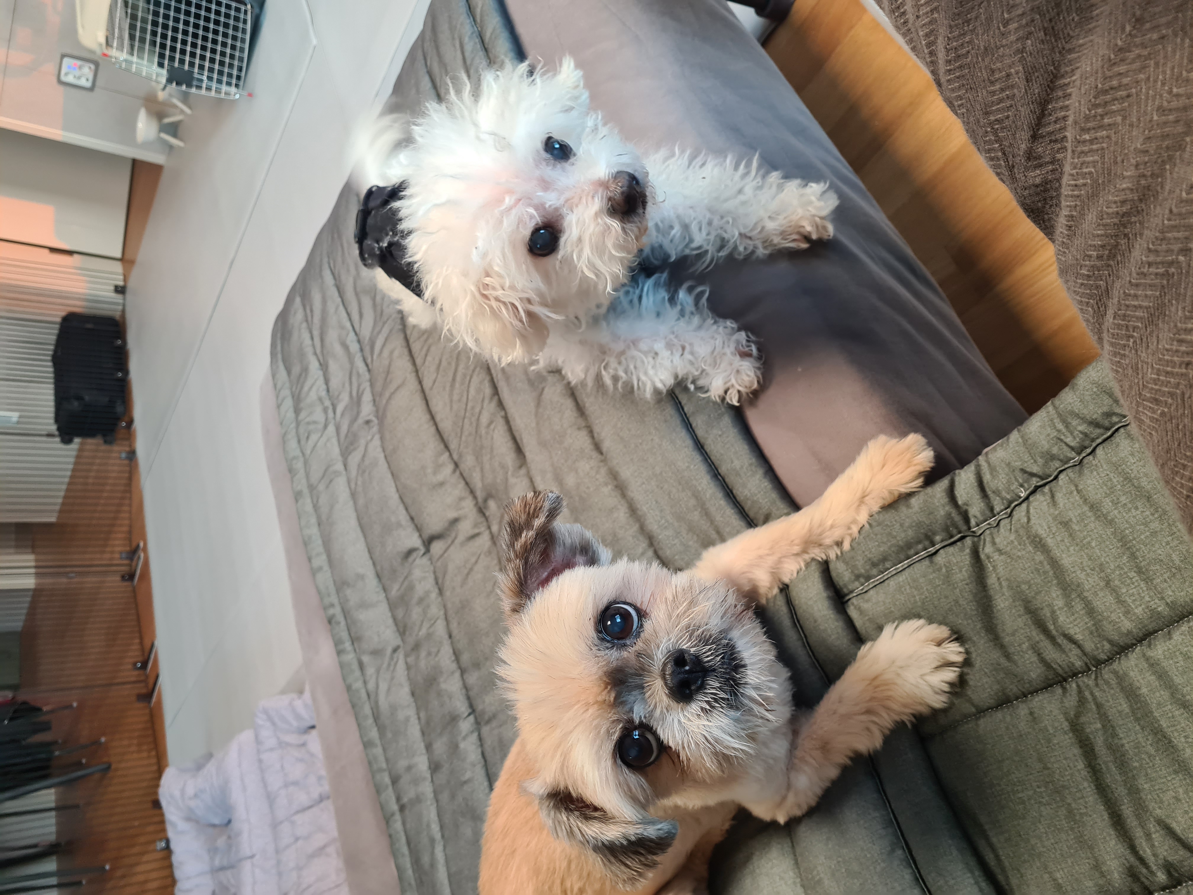 페퍼 (구 난다) 입양후 다섯번째 이야기 