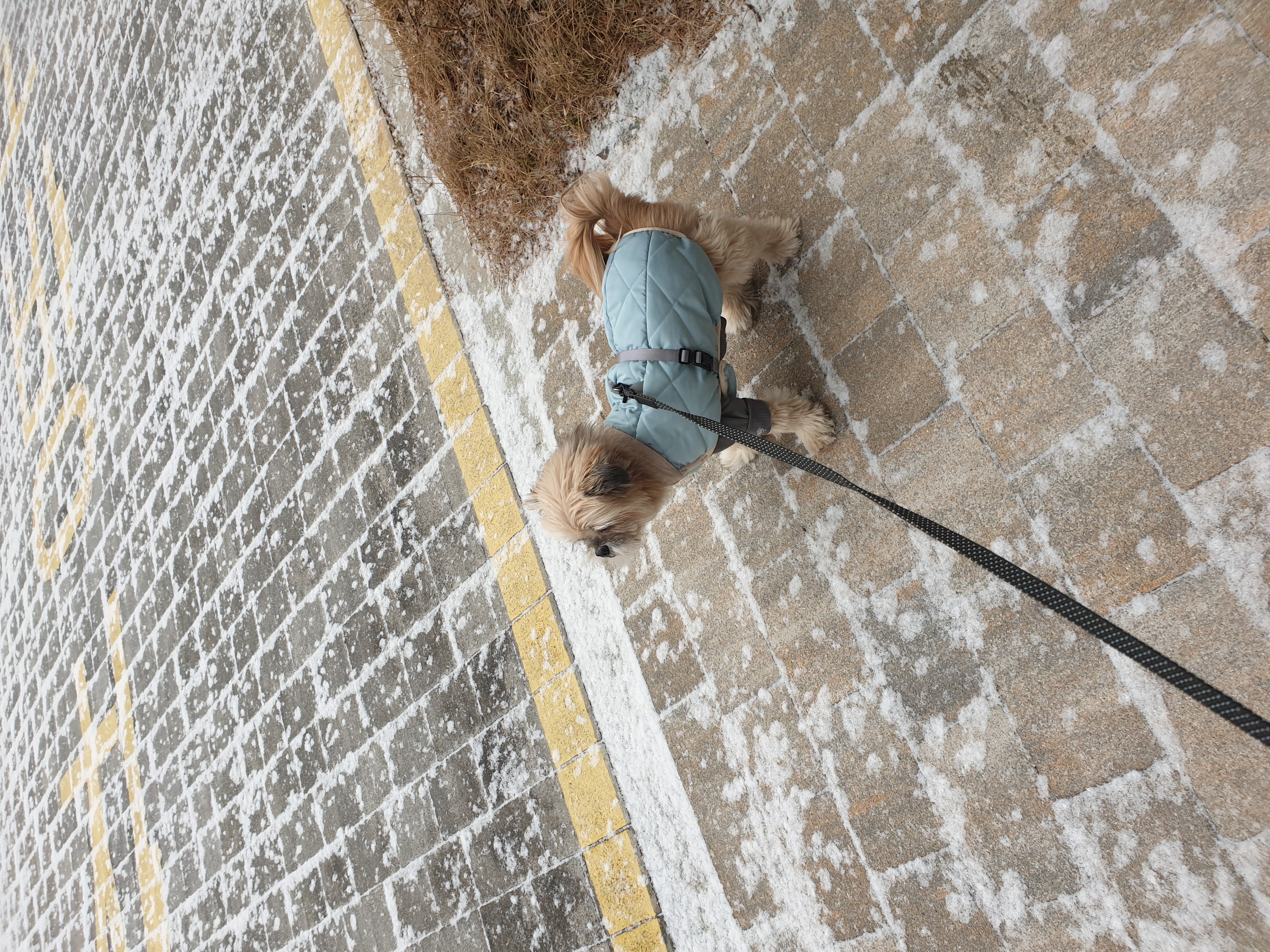 페퍼 (구 난다) 입양후 다섯번째 이야기 
