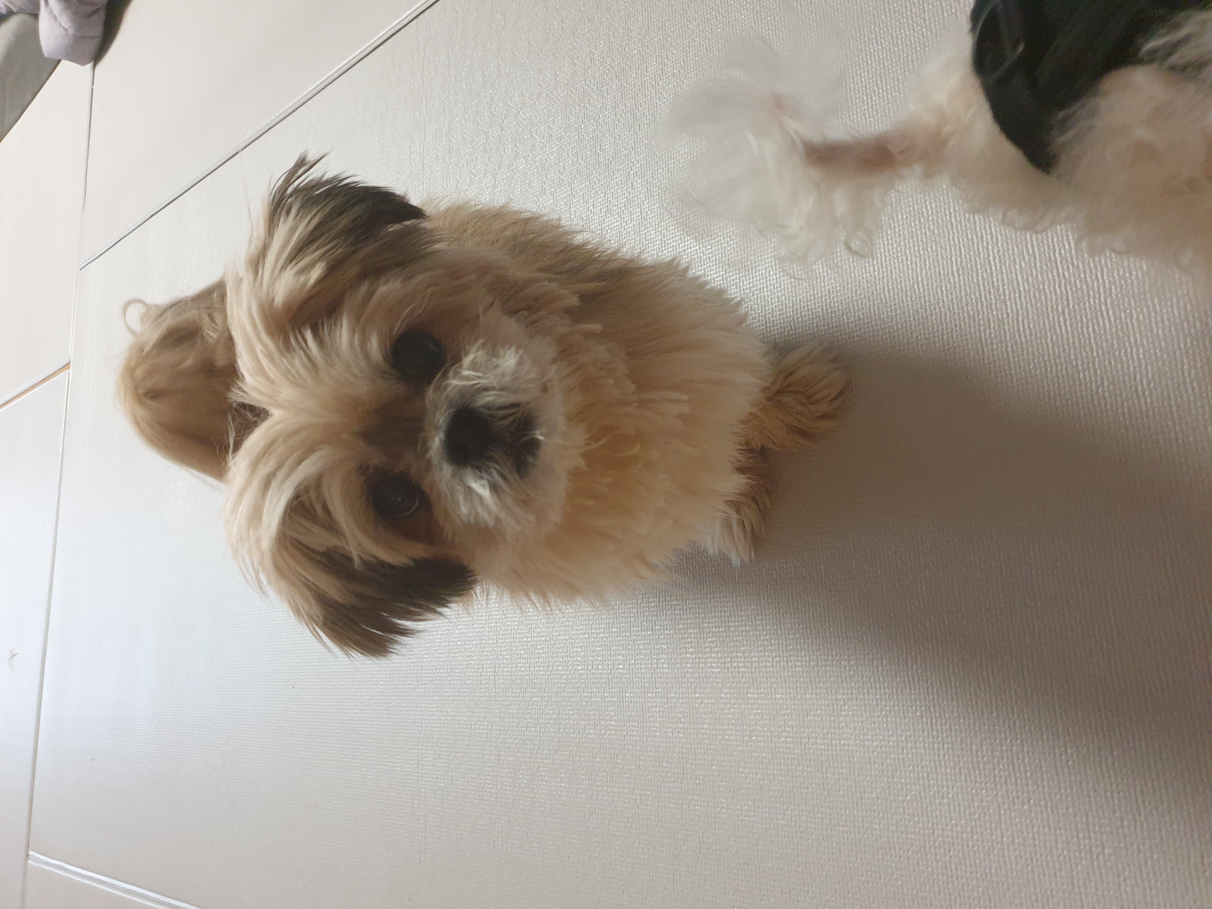 페퍼 (구 난다) 입양후 다섯번째 이야기 