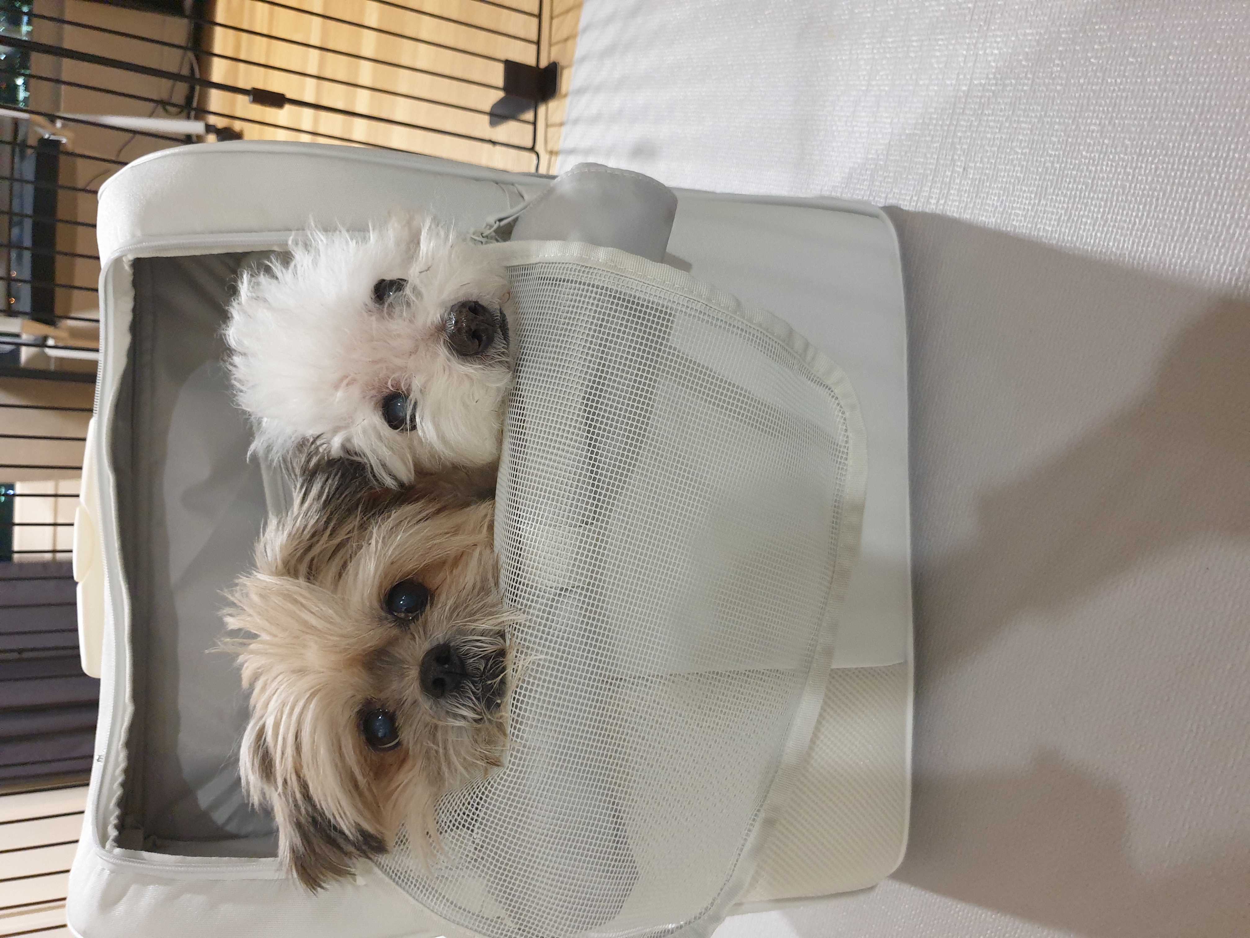 페퍼 (구 난다) 입양후 다섯번째 이야기 