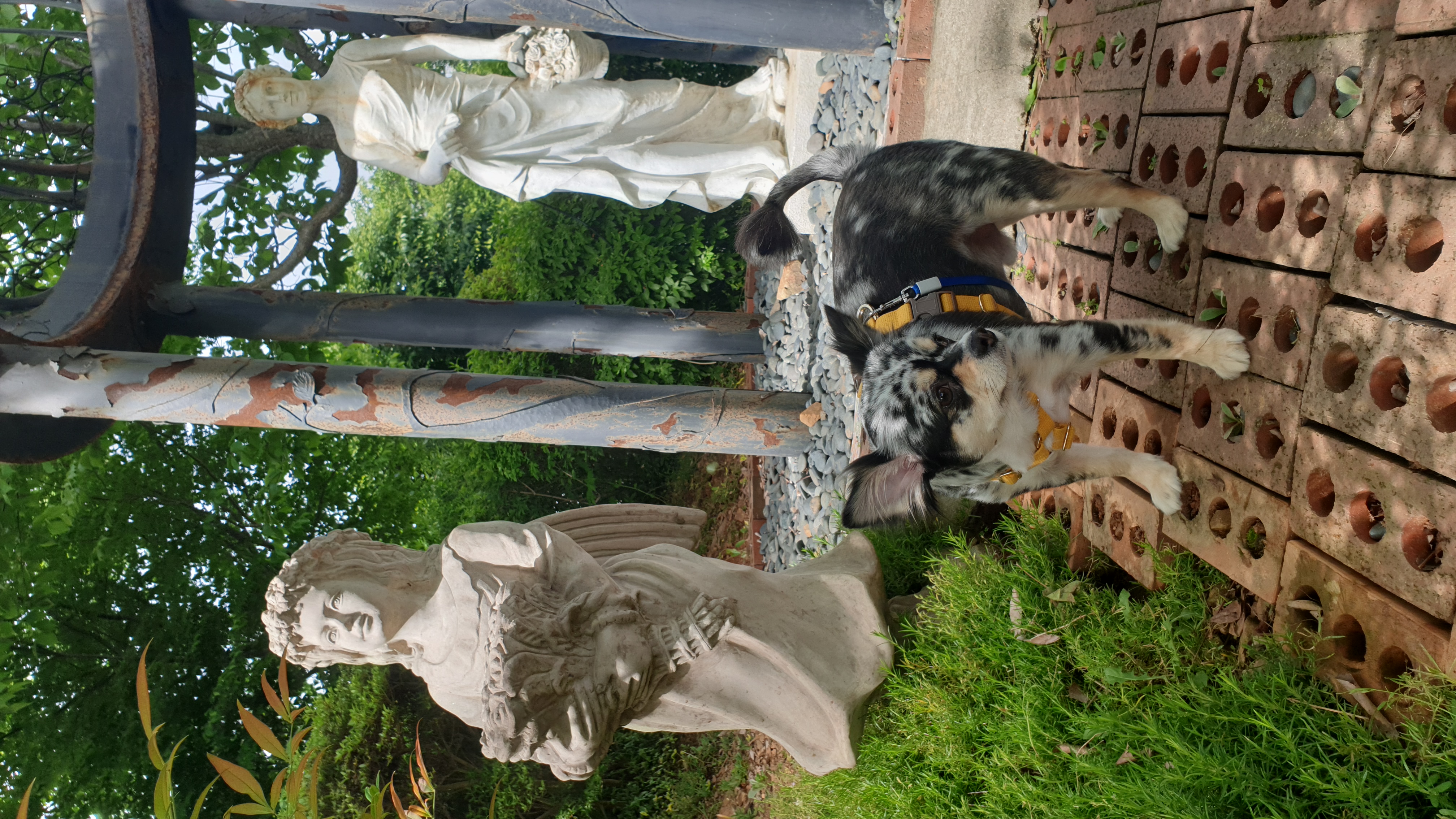 평택치와와  내아들 코코