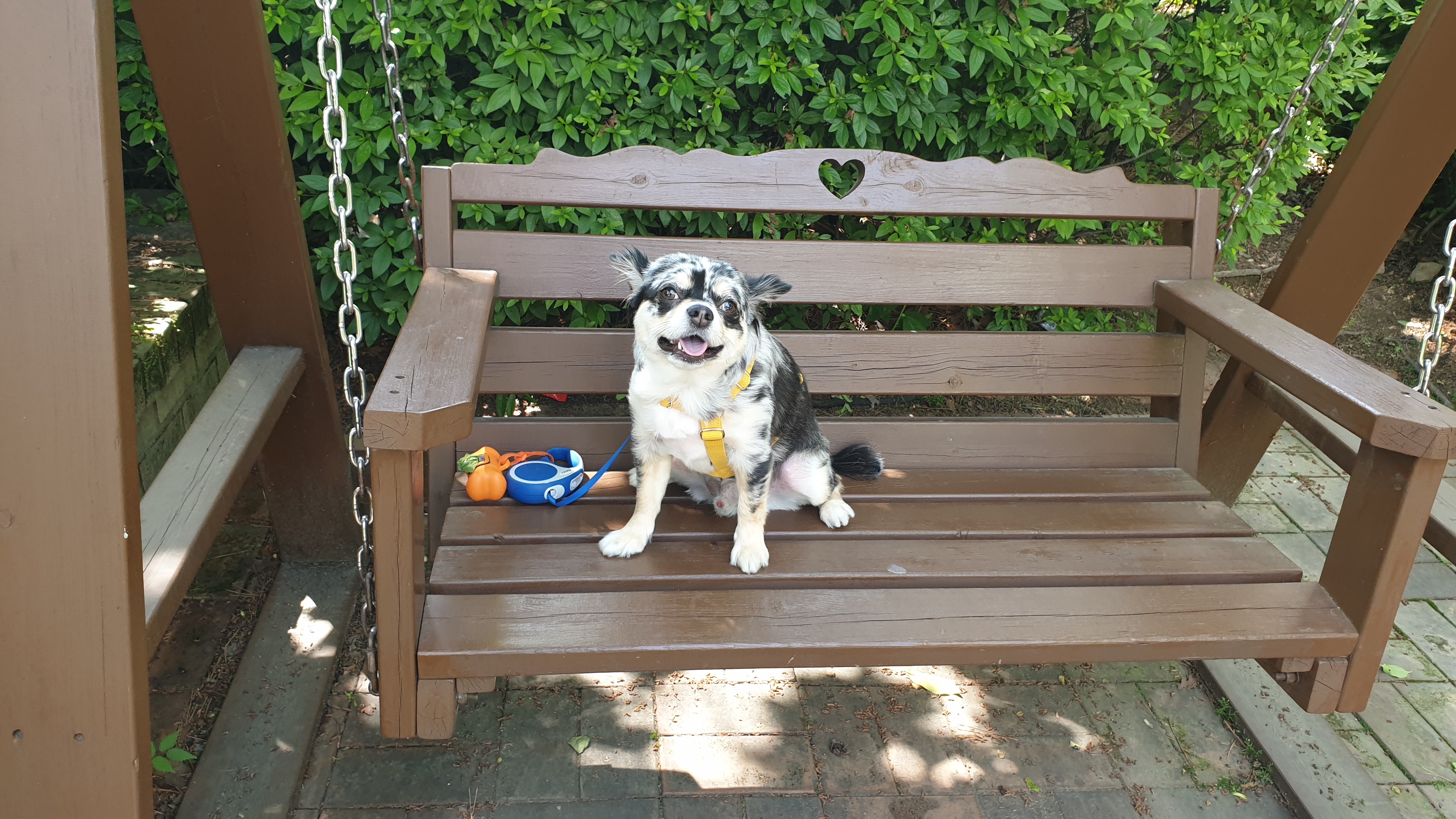 평택치와와  내아들 코코