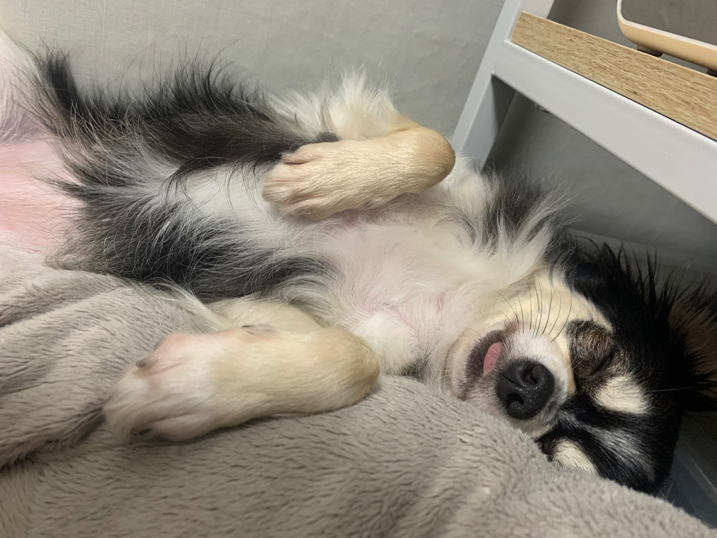 평택 치와와 "포니💕