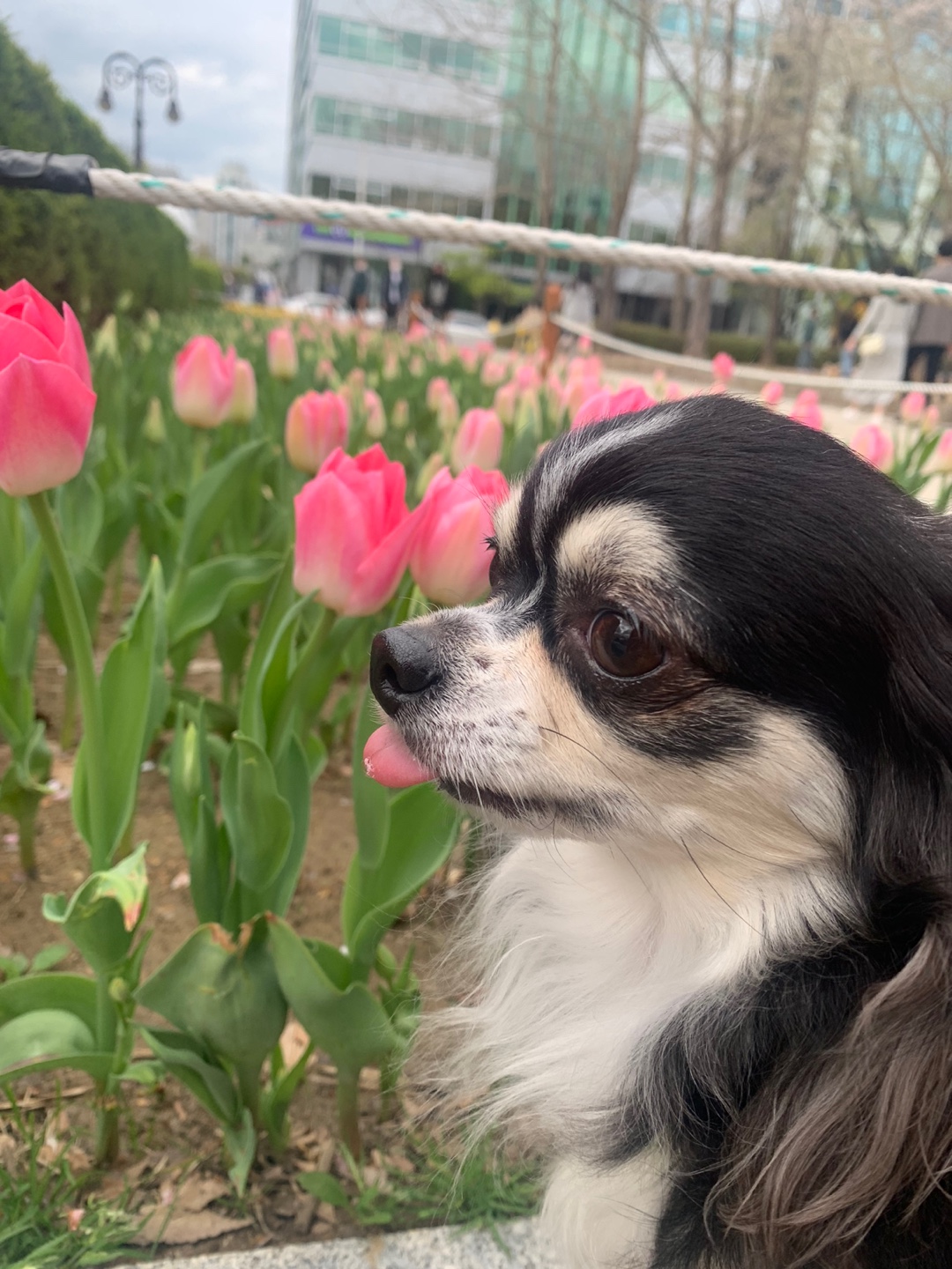 평택 치와와 "포니💕