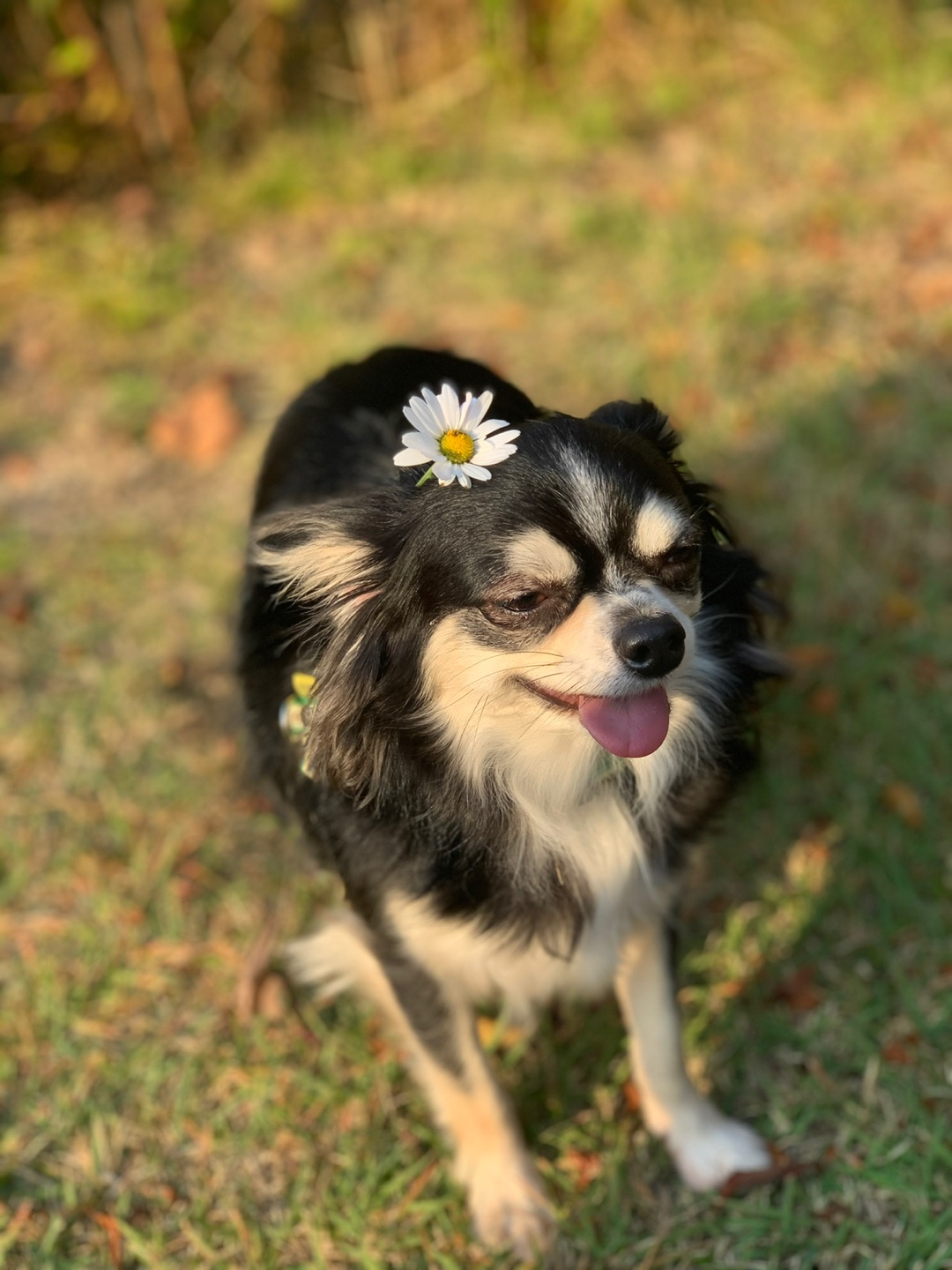 평택 치와와 "포니💕