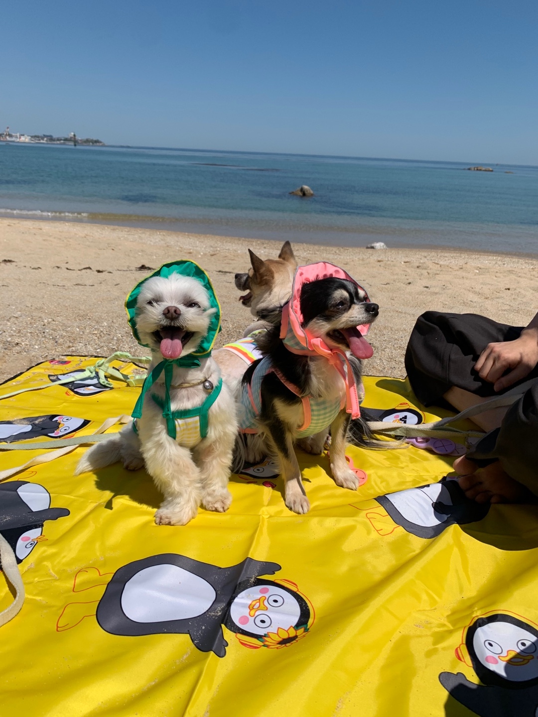 평택 치와와 "포니💕