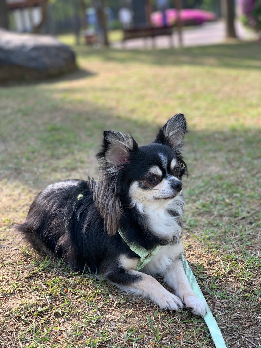 평택 치와와 "포니💕