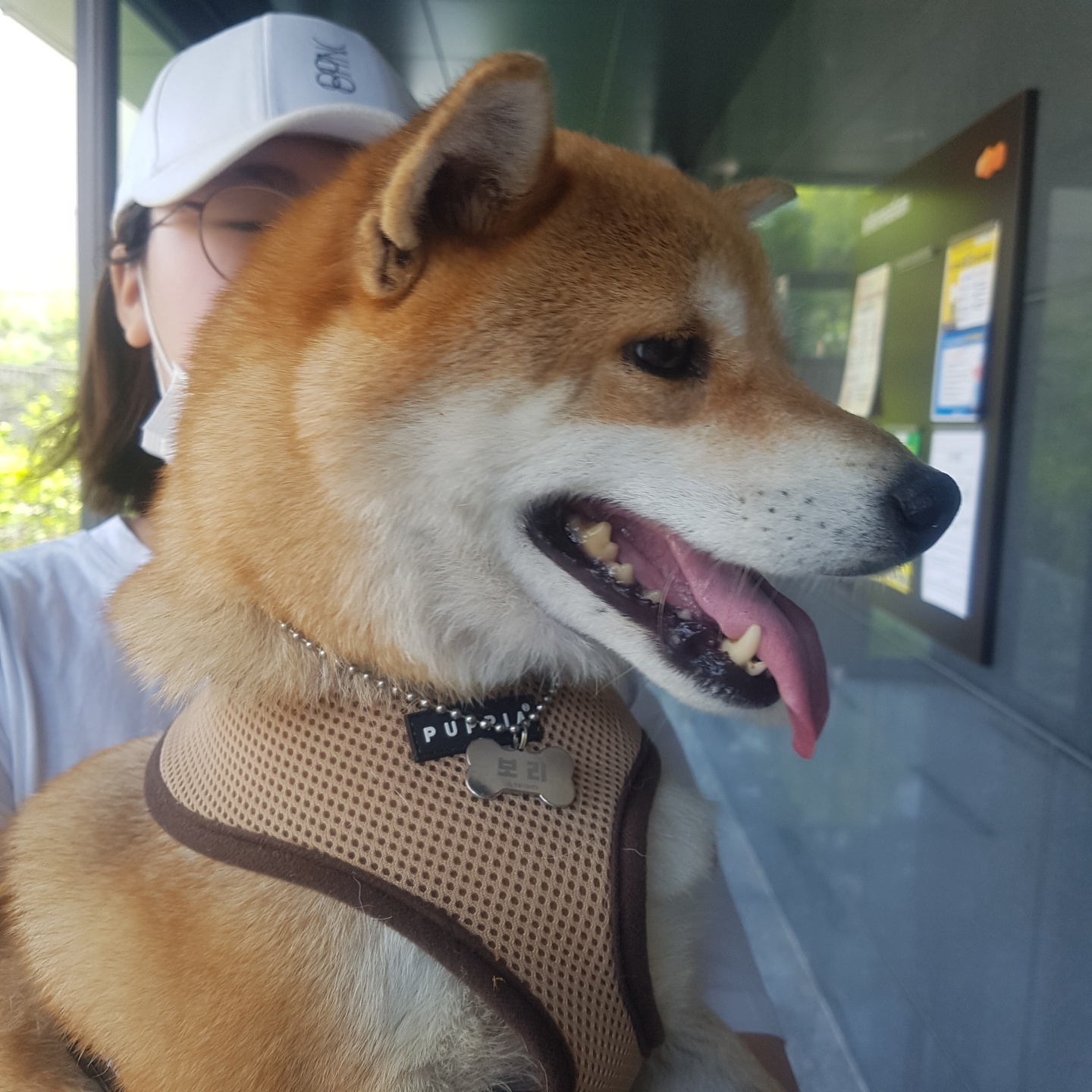 보리(금자)는 아주 잘 지내고 있습니다.