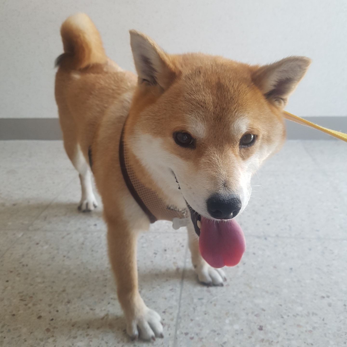 보리(금자)는 아주 잘 지내고 있습니다.