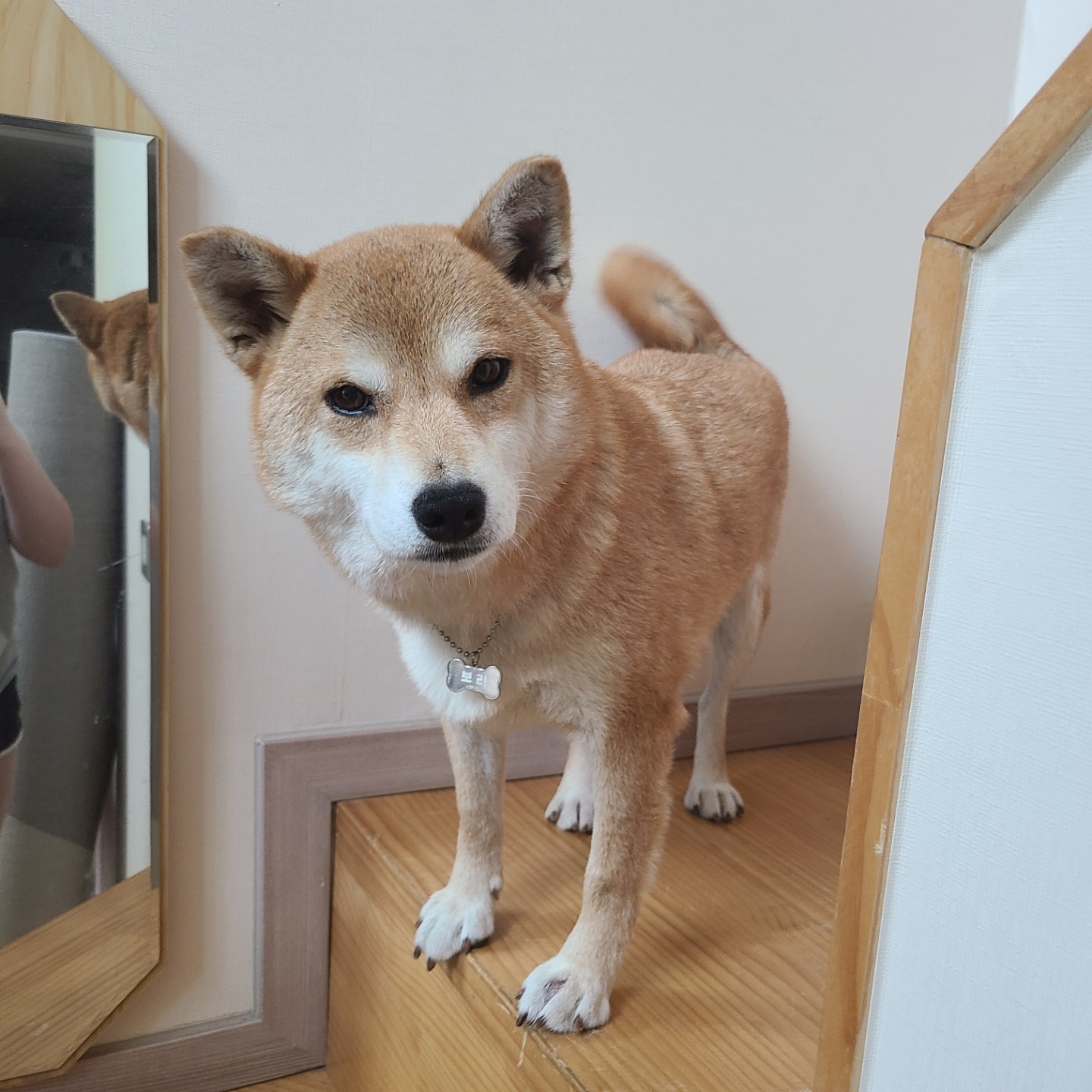 보리(금자)는 아주 잘 지내고 있습니다.