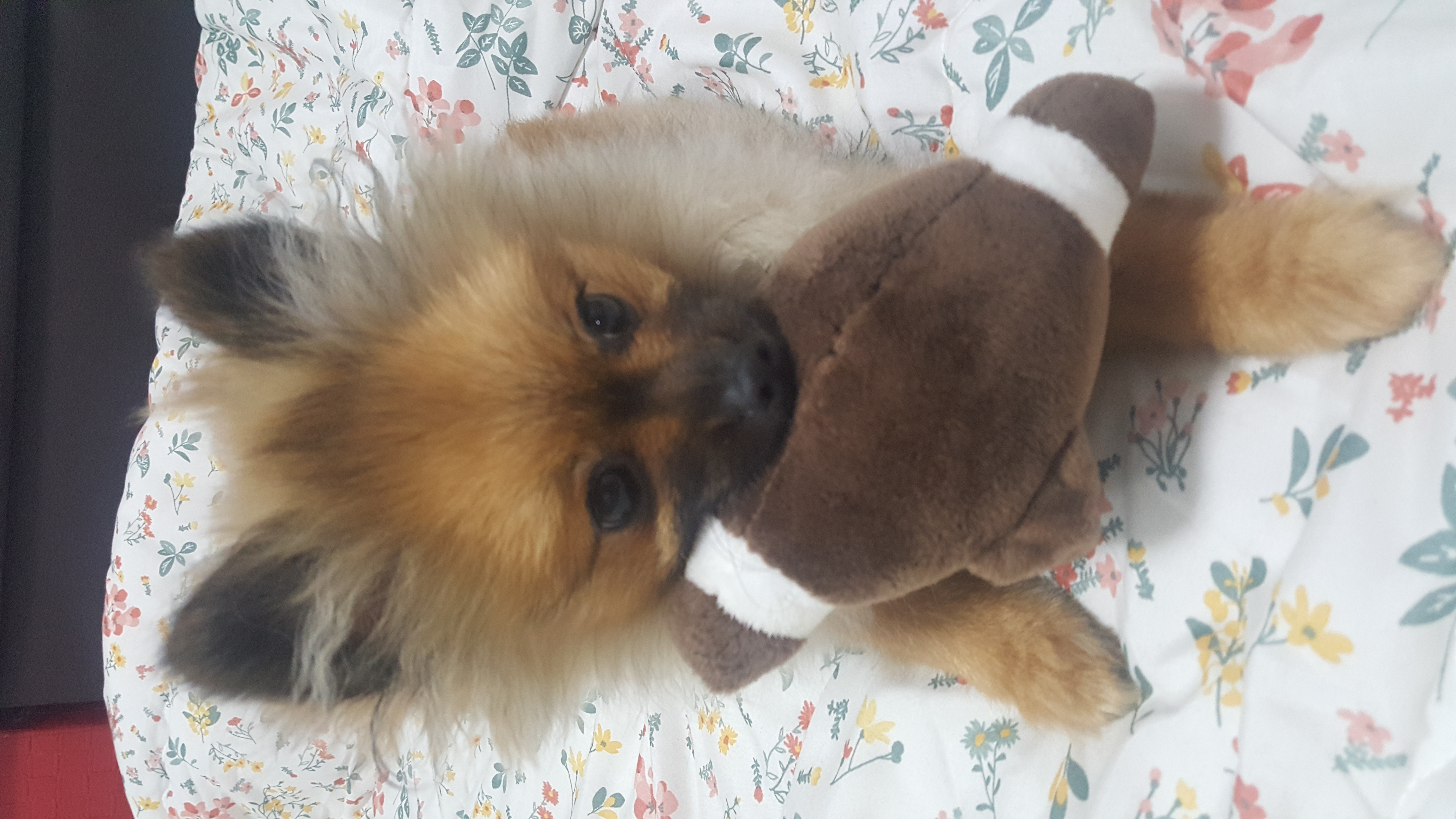 러비(워일) 입양 1주일됐어요~~