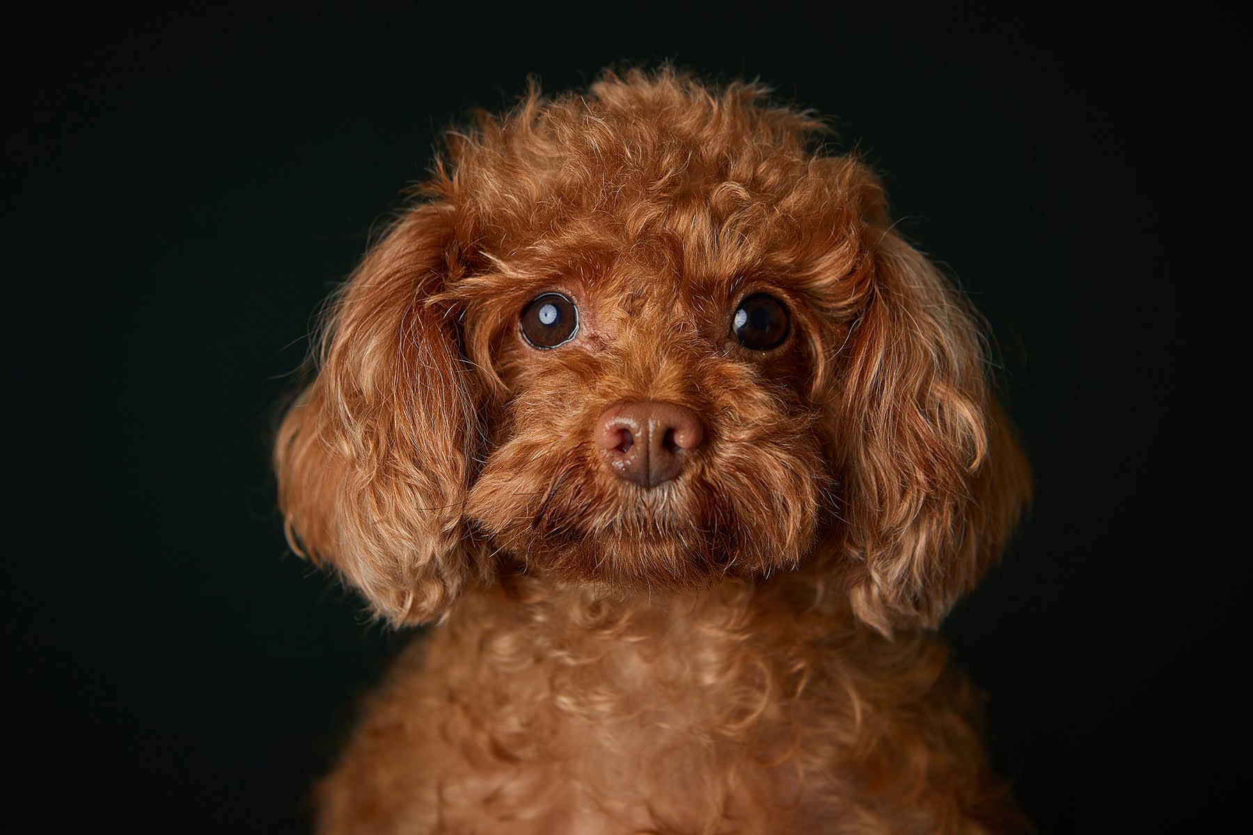 단풍이(니모) 오랜만에 소식올려요. (벌써 2년되었네요)