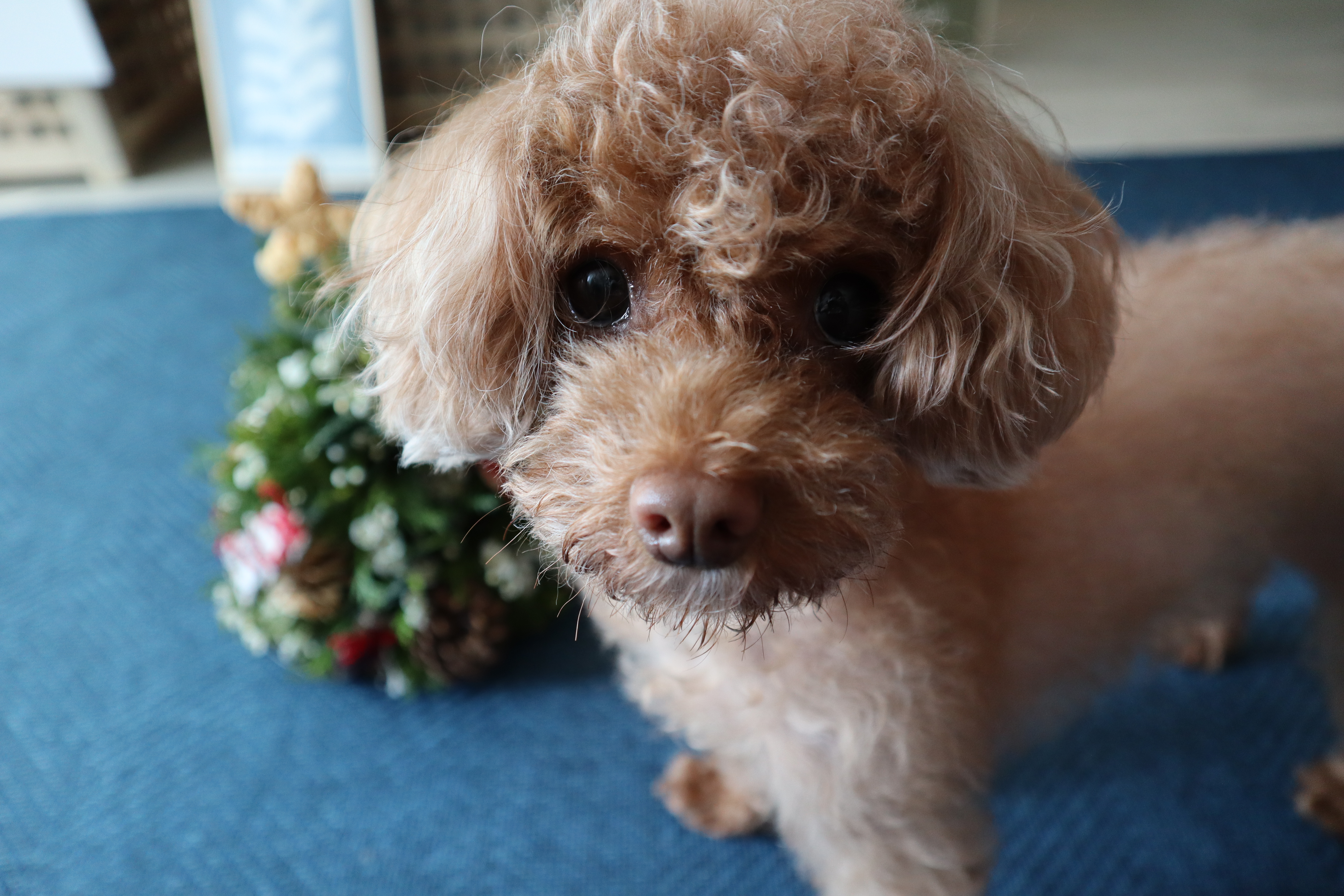 단풍이(니모) 오랜만에 소식올려요. (벌써 2년되었네요)