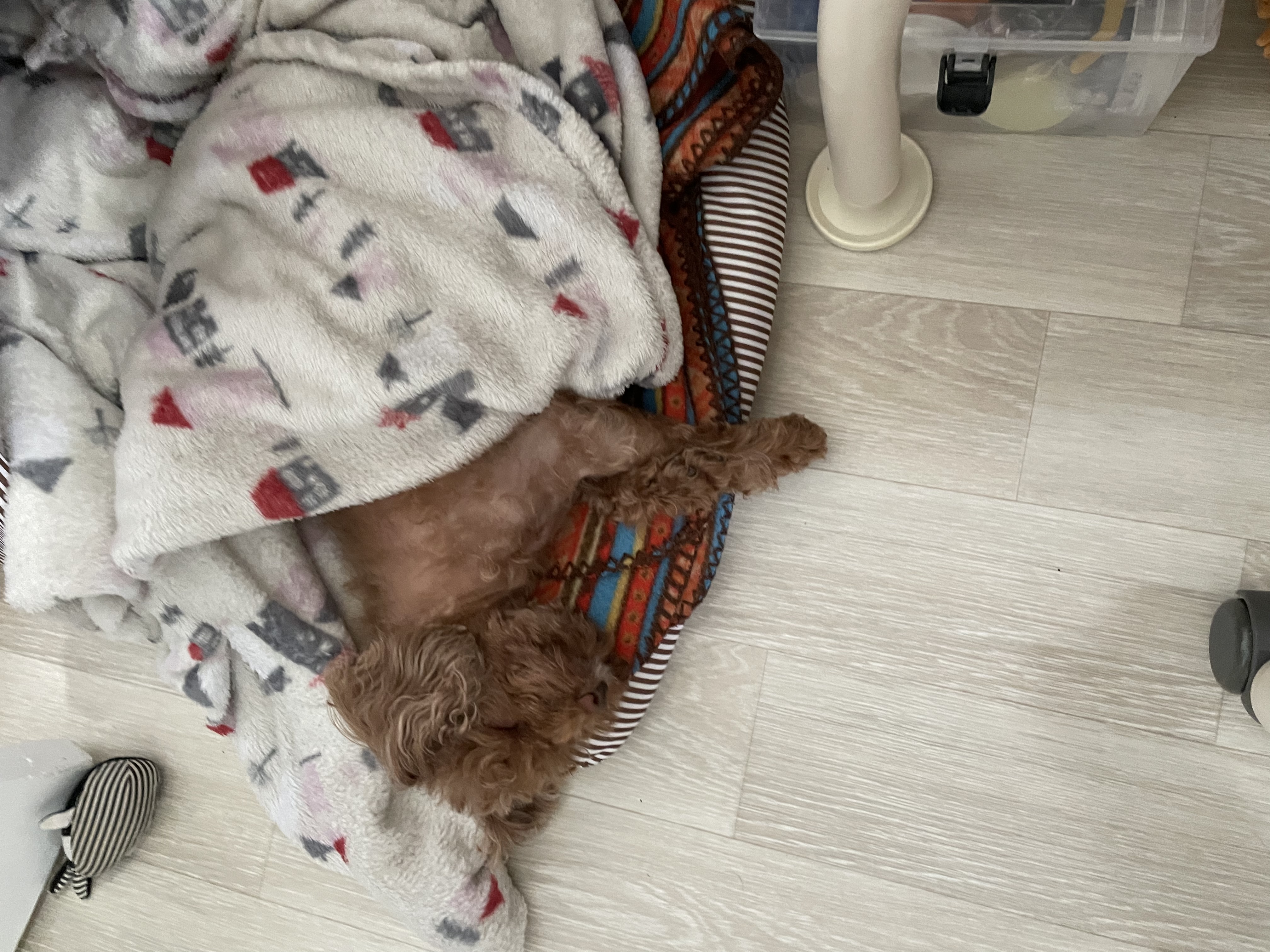 단풍이(니모) 오랜만에 소식올려요. (벌써 2년되었네요)