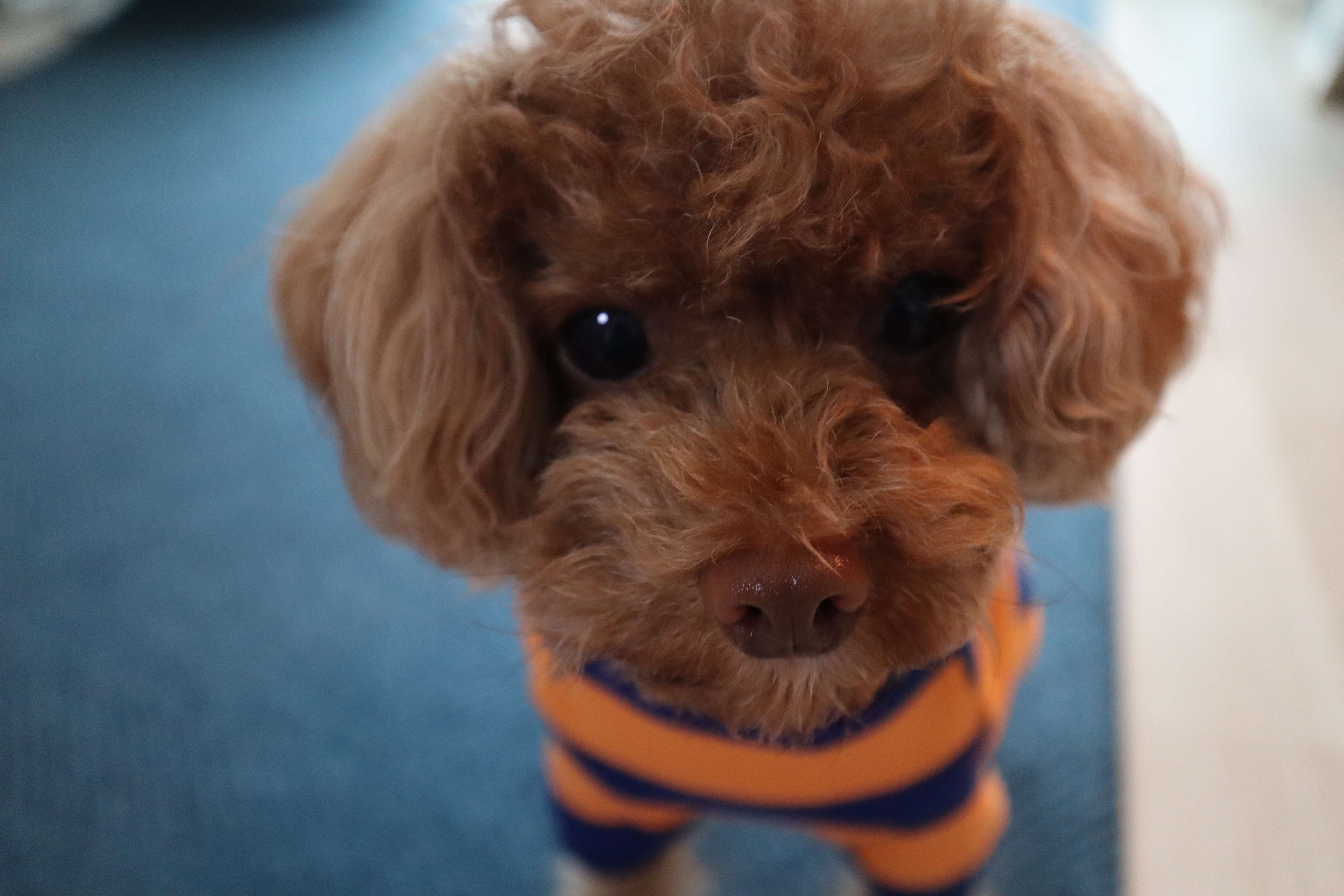 단풍이(니모) 오랜만에 소식올려요. (벌써 2년되었네요)